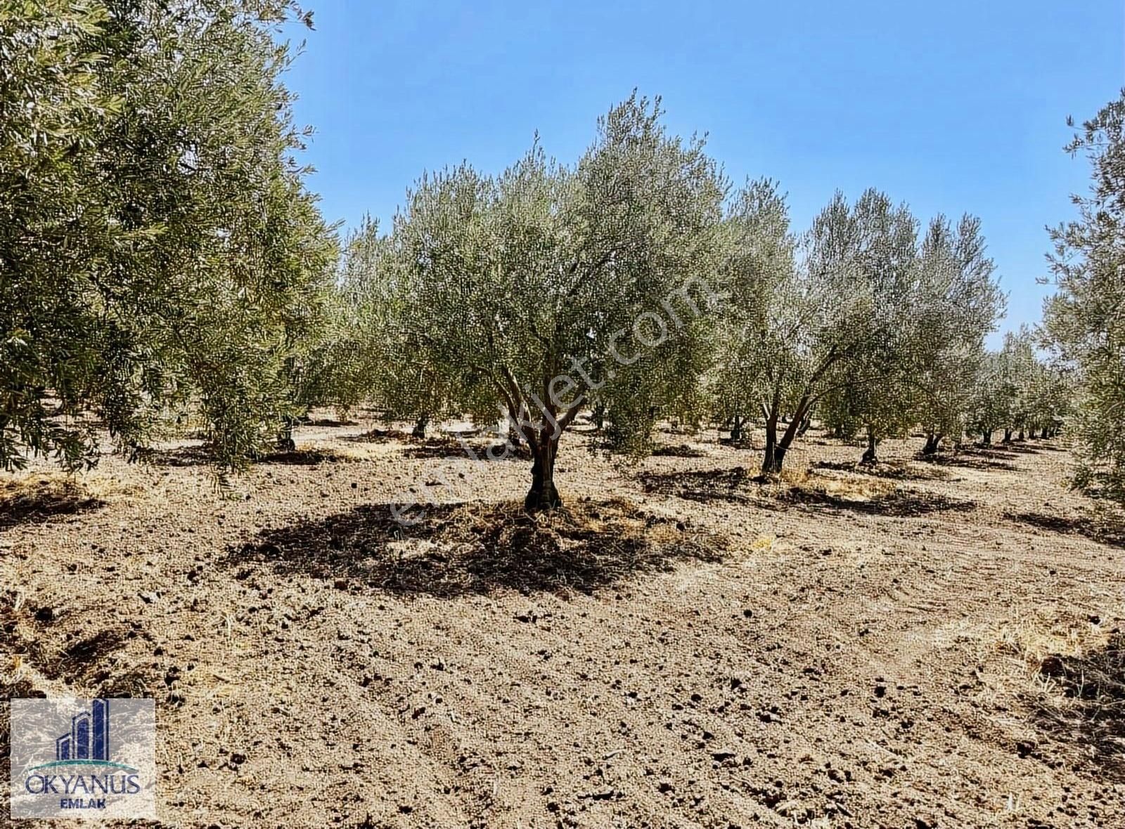 7.550 M2 Zeytinlik, Organize Sanayiye 650mt, R.yola 210 Mt Cephe - Görsel 3