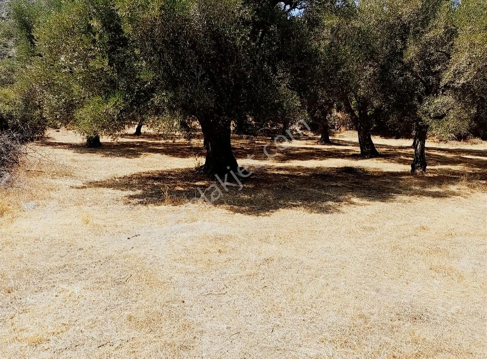Karacasu Çamköyde Fırsat Zeytinlik