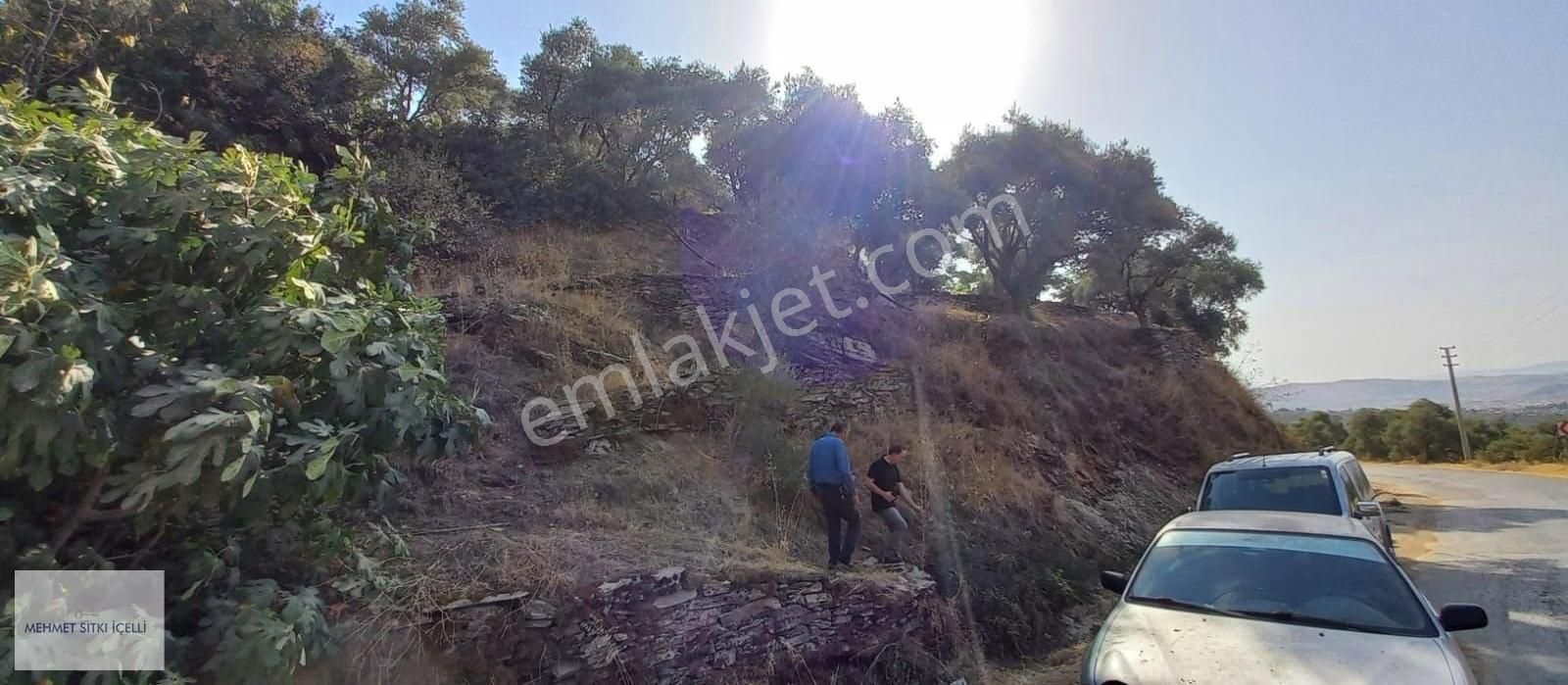 Dallık Yolu Üzerinde, Manzaralı Zeytinlik - Görsel 23