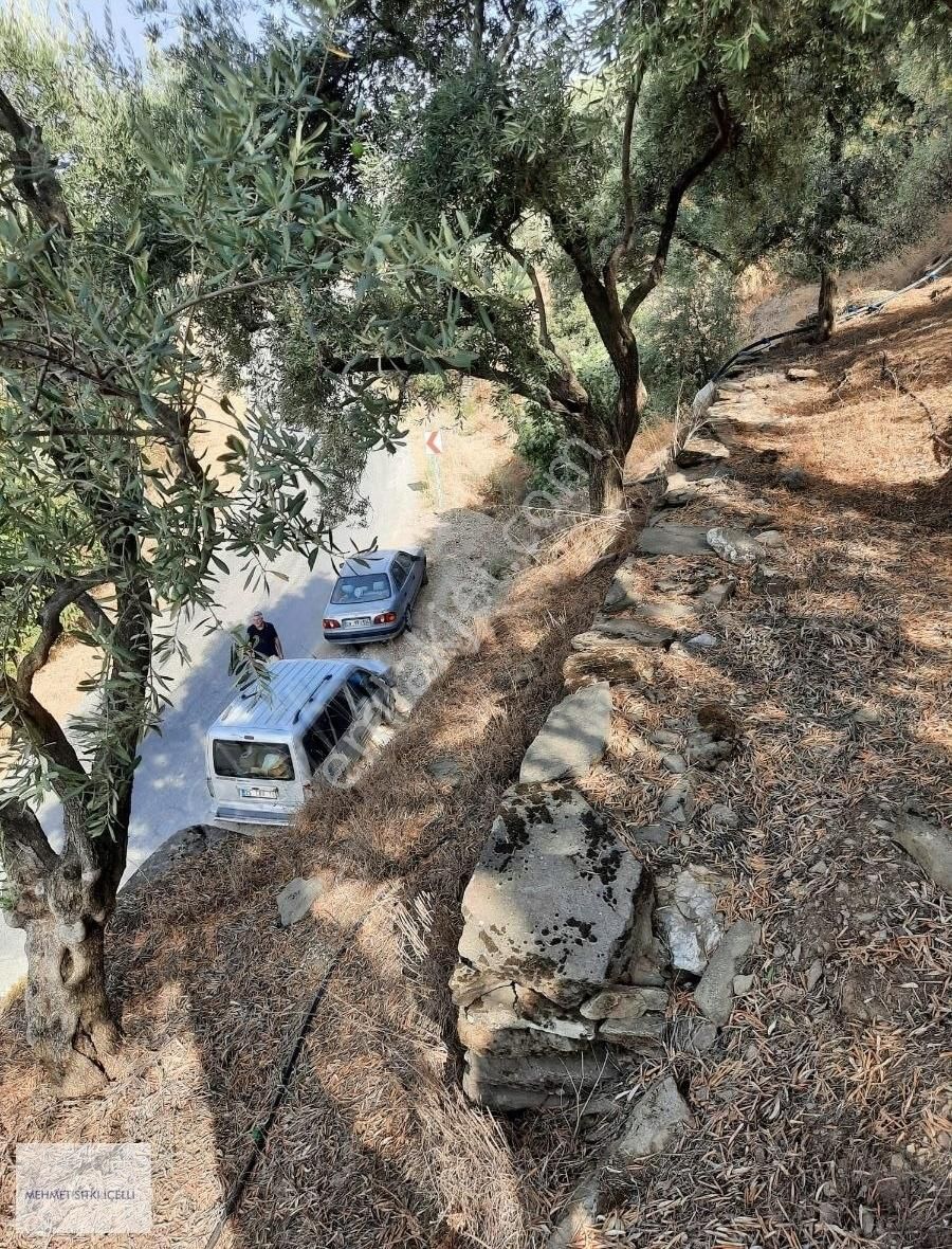 Dallık Yolu Üzerinde, Manzaralı Zeytinlik - Görsel 22