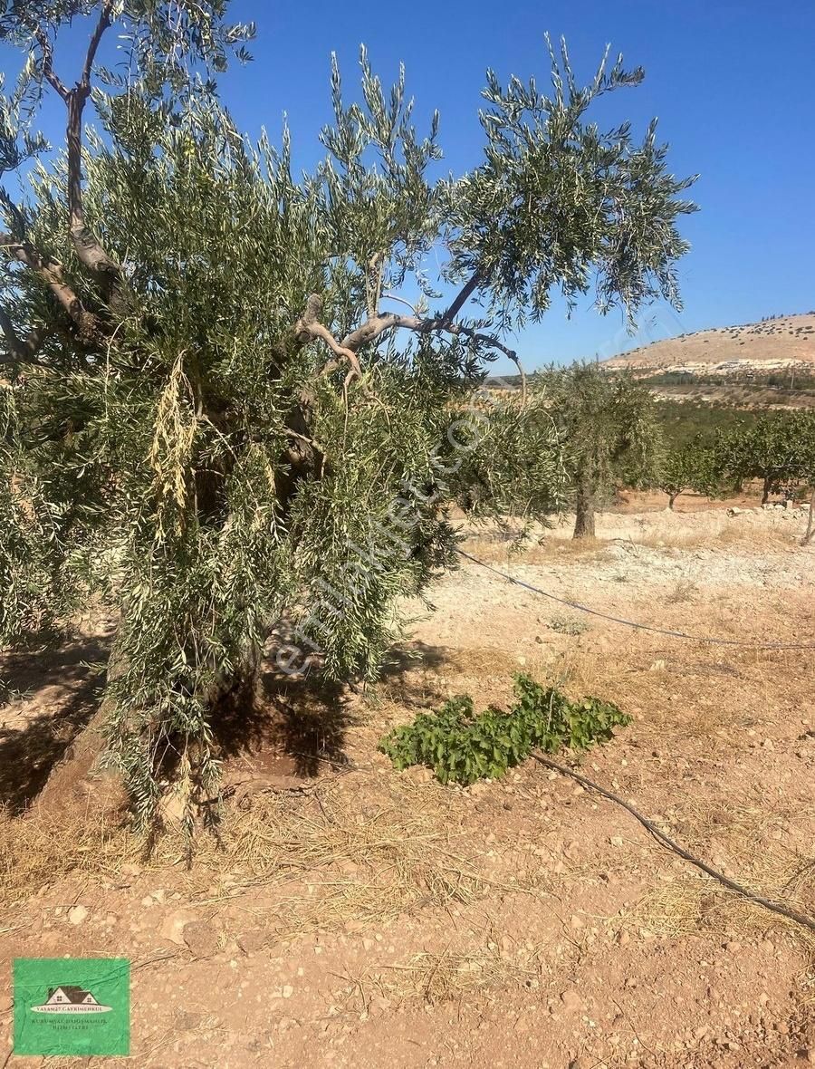 Nizip Kocatepede (zeytinyağı Üretim Tesisi İçin) Satılık Arazi - Görsel 14