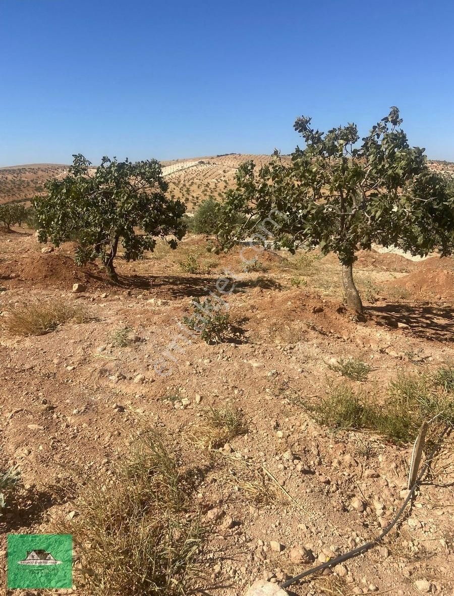 Nizip Kocatepede (zeytinyağı Üretim Tesisi İçin) Satılık Arazi - Görsel 6