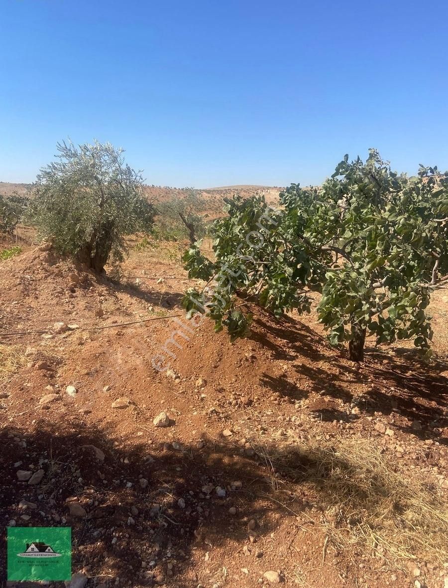 Nizip Kocatepede (zeytinyağı Üretim Tesisi İçin) Satılık Arazi - Görsel 5