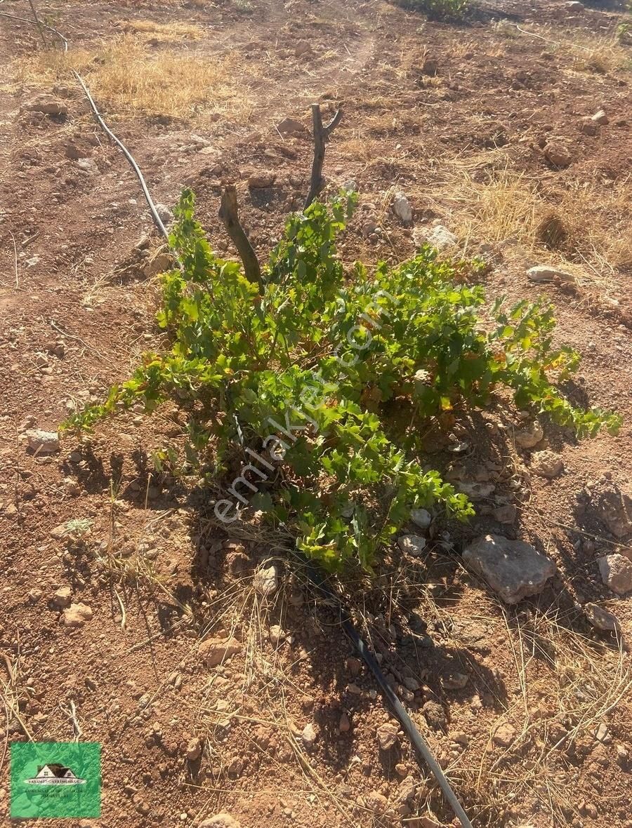 Nizip Kocatepede (zeytinyağı Üretim Tesisi İçin) Satılık Arazi - Görsel 9