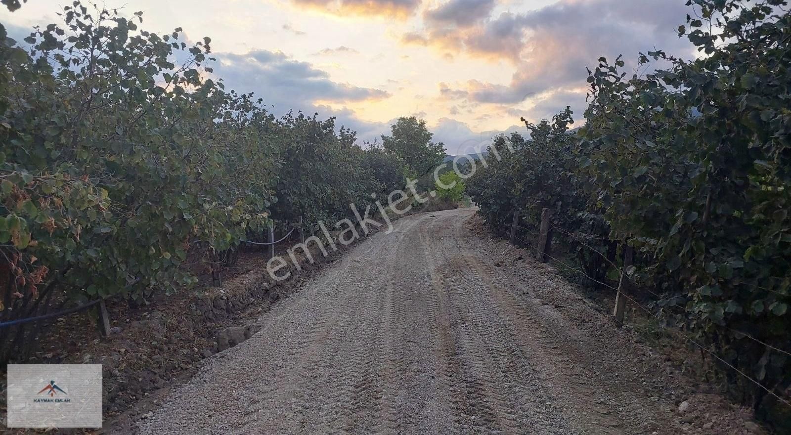 Hobi Bahcesi Yapmaya Uygun Resmi Yolu Olan Satılık Fındık Bahces - Görsel 16