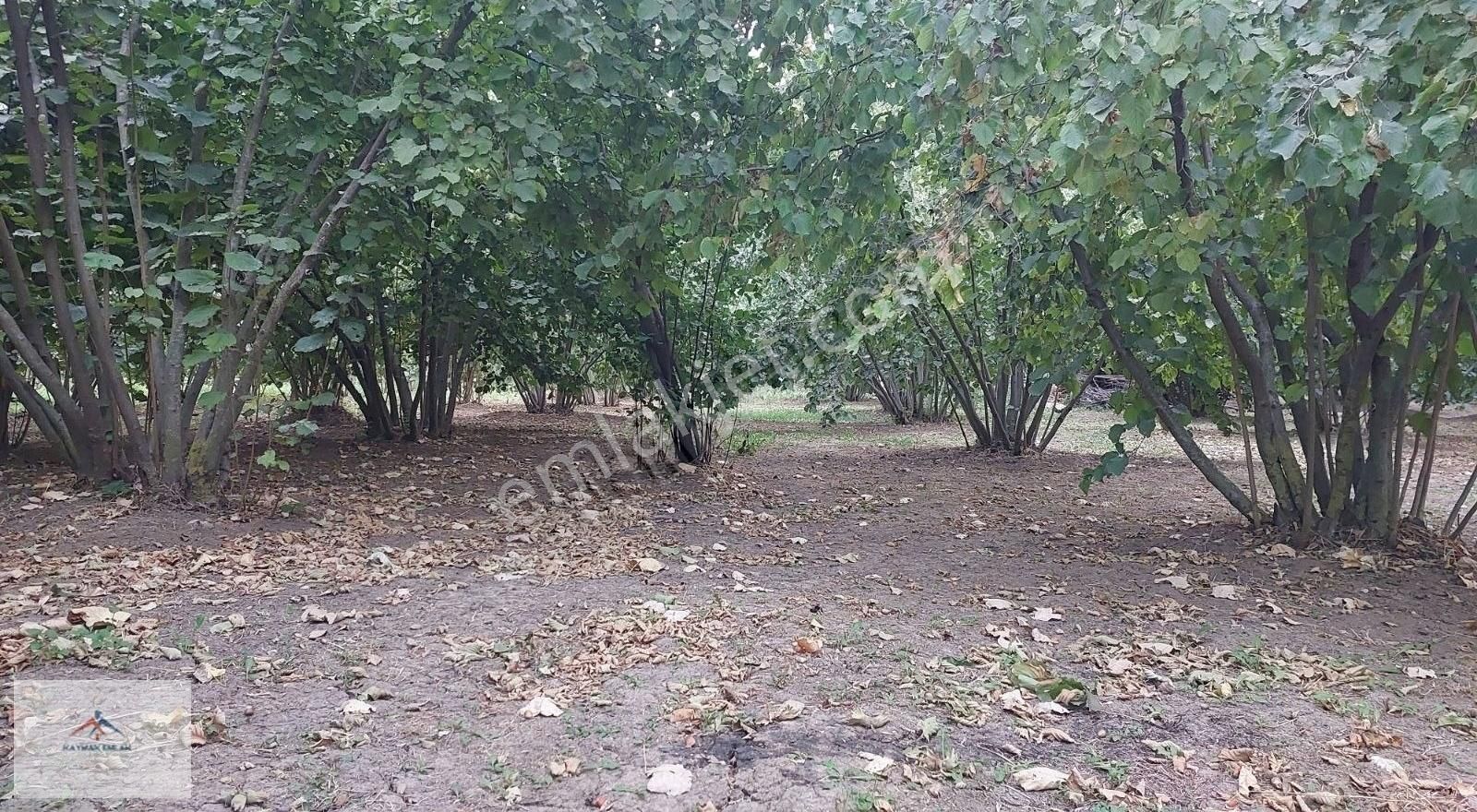 Hobi Bahcesi Yapmaya Uygun Resmi Yolu Olan Satılık Fındık Bahces - Görsel 15