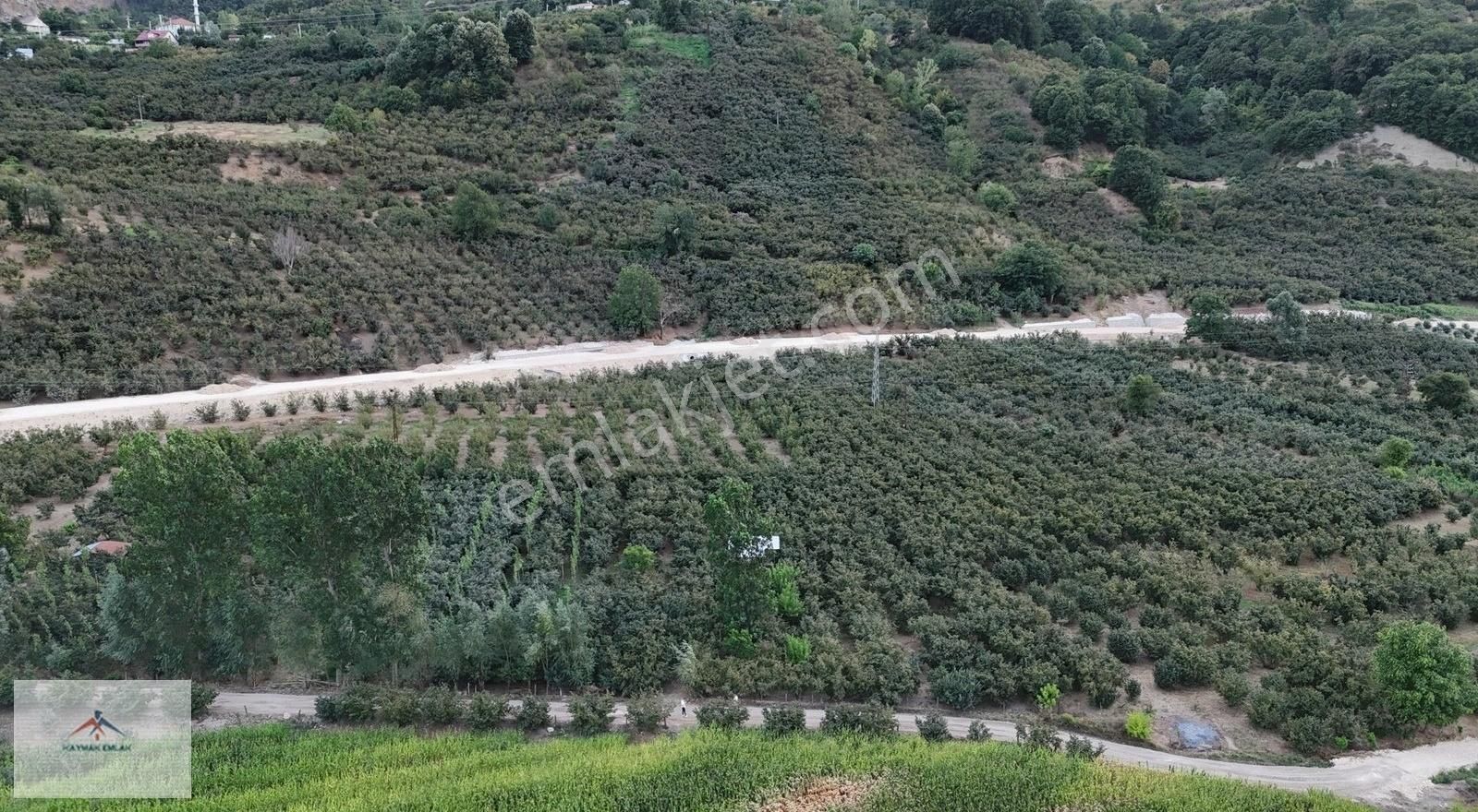 Hobi Bahcesi Yapmaya Uygun Resmi Yolu Olan Satılık Fındık Bahces - Görsel 7