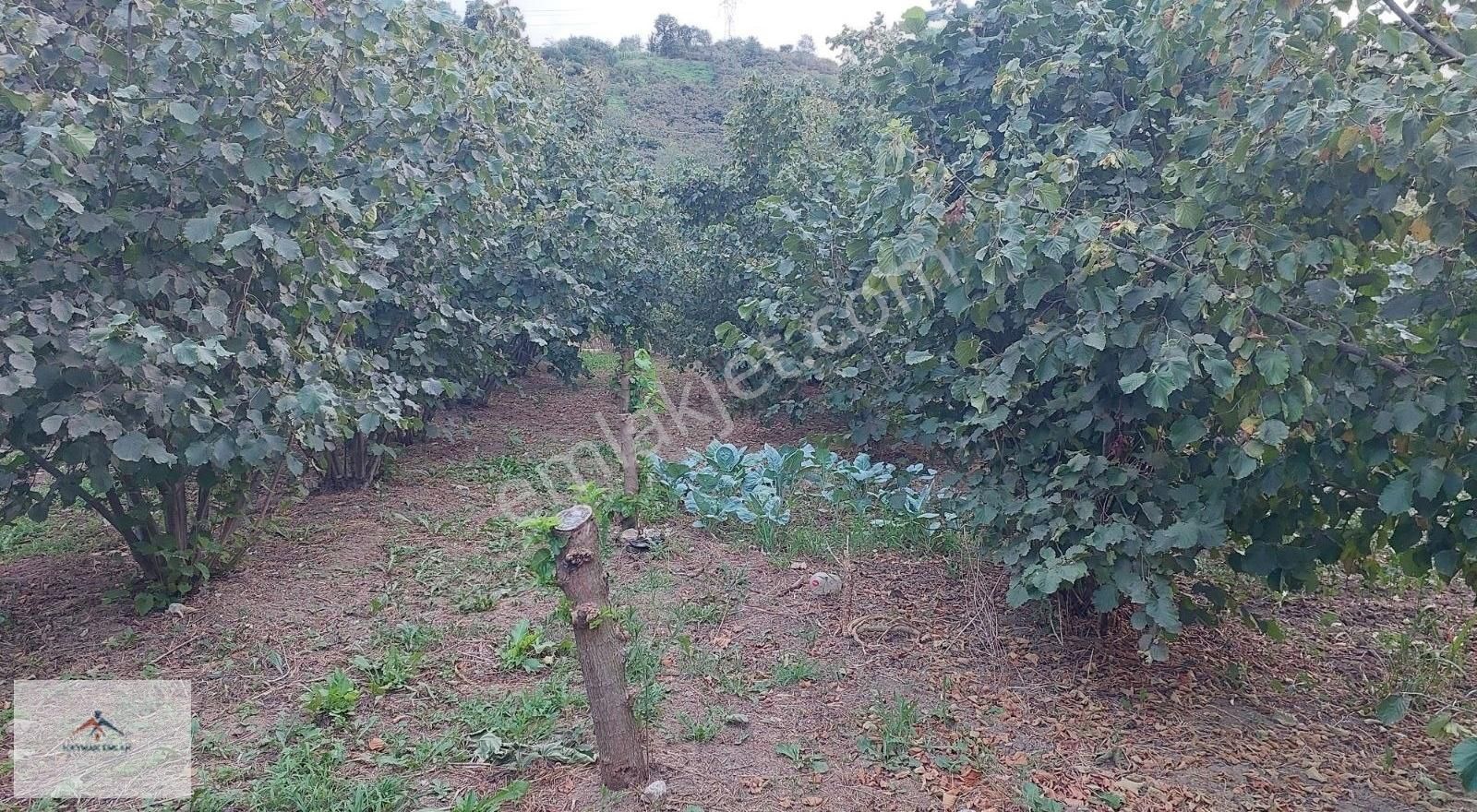 Hobi Bahcesi Yapmaya Uygun Resmi Yolu Olan Satılık Fındık Bahces - Görsel 21