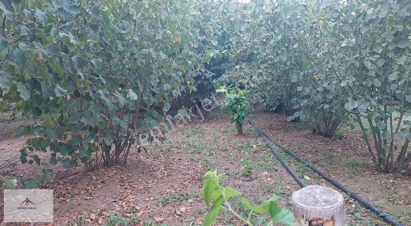 Hobi Bahcesi Yapmaya Uygun Resmi Yolu Olan Satılık Fındık Bahces - Görsel 10