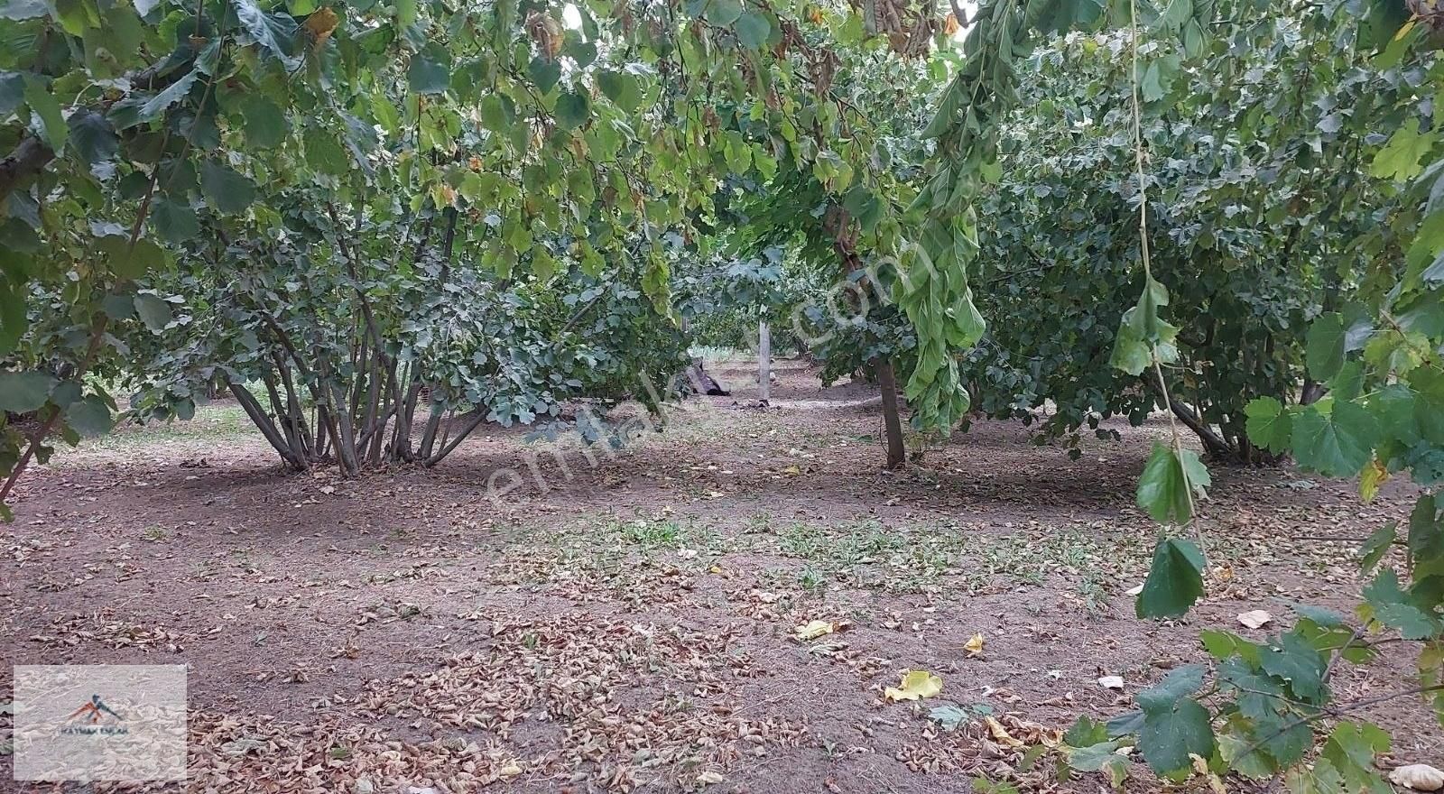 Hobi Bahcesi Yapmaya Uygun Resmi Yolu Olan Satılık Fındık Bahces - Görsel 4