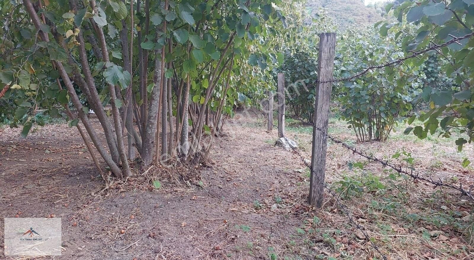 Hobi Bahcesi Yapmaya Uygun Resmi Yolu Olan Satılık Fındık Bahces - Görsel 12