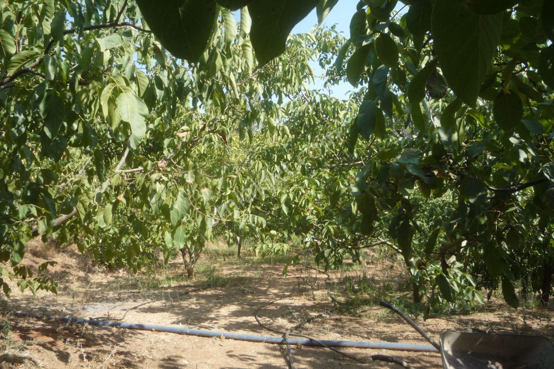 İzmir Torbalı Gold Emlaktan Alankıyıda Satılık Arsa Bahçe - Görsel 2