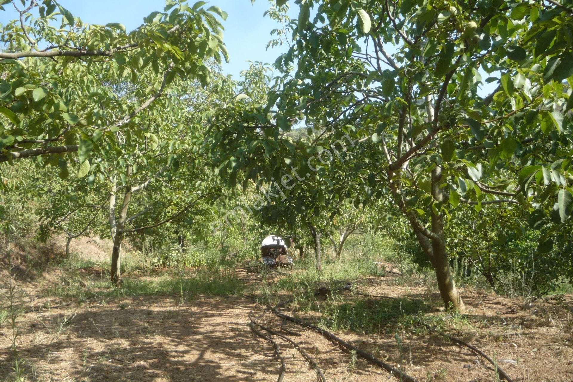 İzmir Torbalı Gold Emlaktan Alankıyıda Satılık Arsa Bahçe - Görsel 6