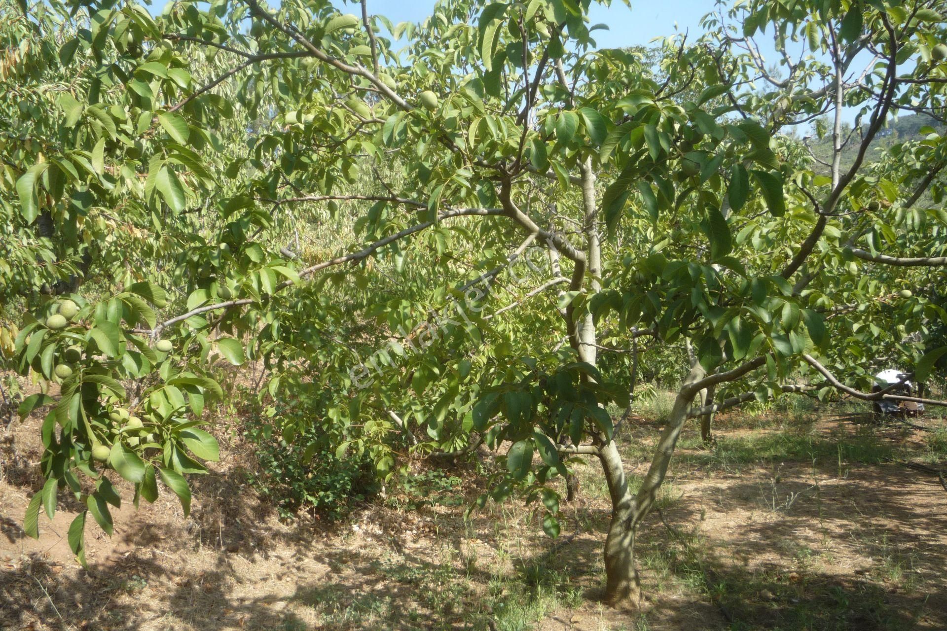 İzmir Torbalı Gold Emlaktan Alankıyıda Satılık Arsa Bahçe - Görsel 5