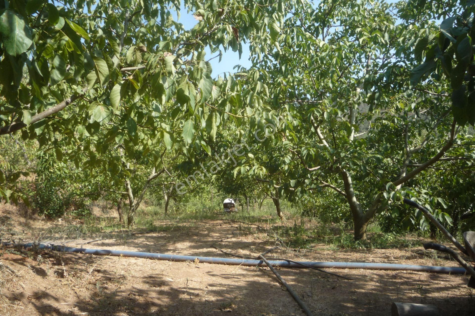 İzmir Torbalı Gold Emlaktan Alankıyıda Satılık Arsa Bahçe - Görsel 3