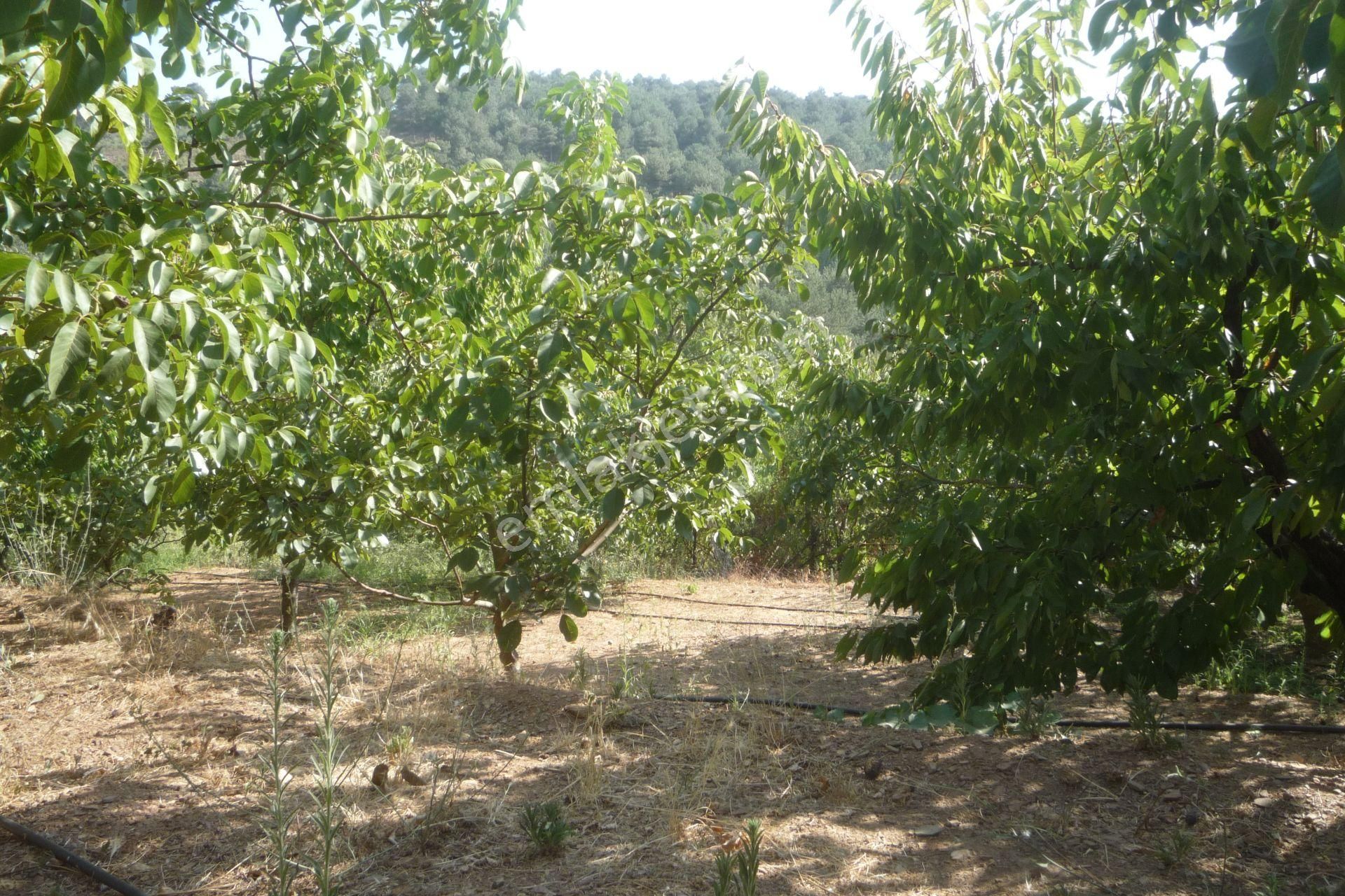 İzmir Torbalı Gold Emlaktan Alankıyıda Satılık Arsa Bahçe - Görsel 8
