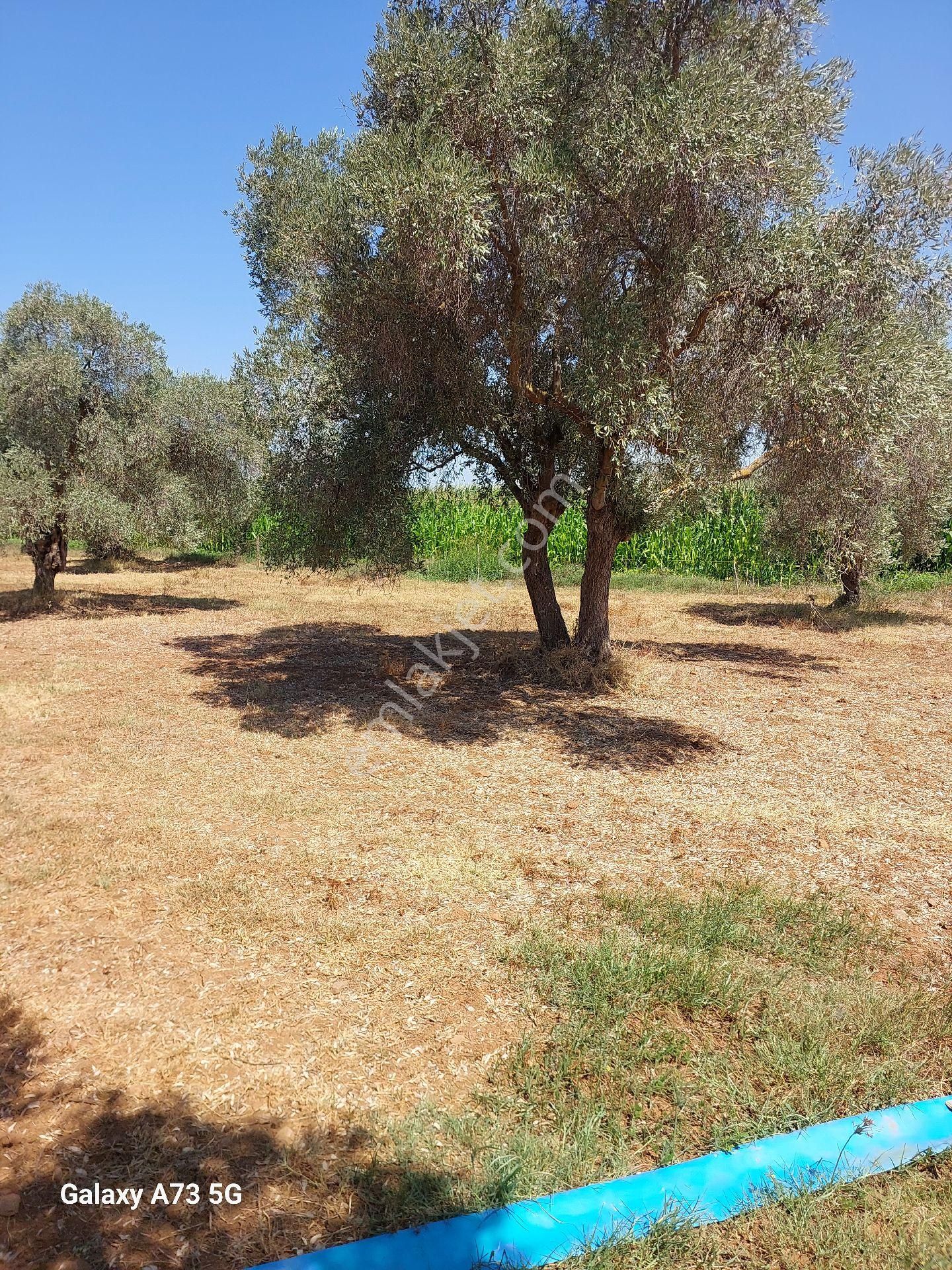 Bodrum Mumcularda Ovada Satılık Tarla - Görsel 2