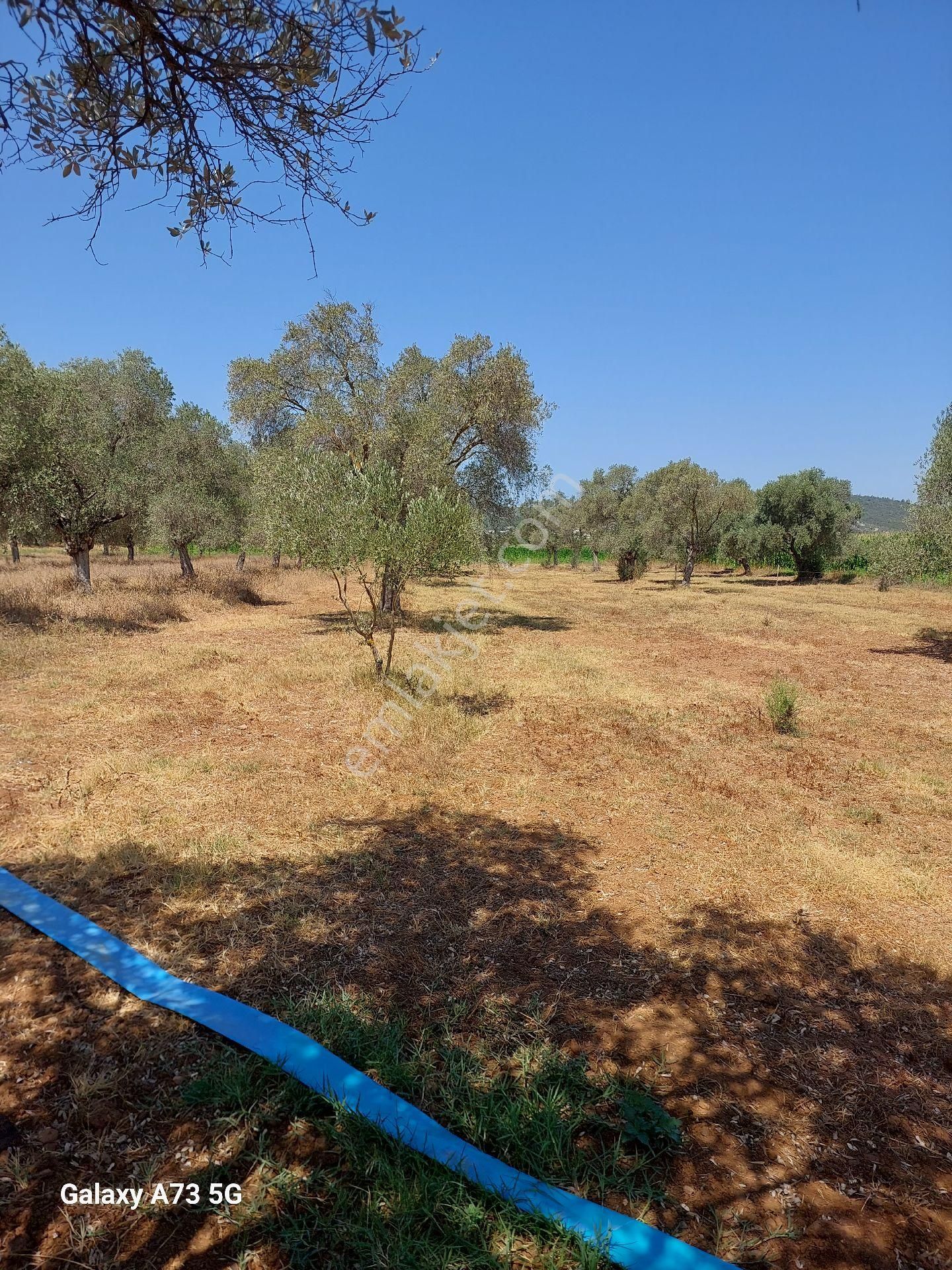 Bodrum Mumcularda Ovada Satılık Tarla
