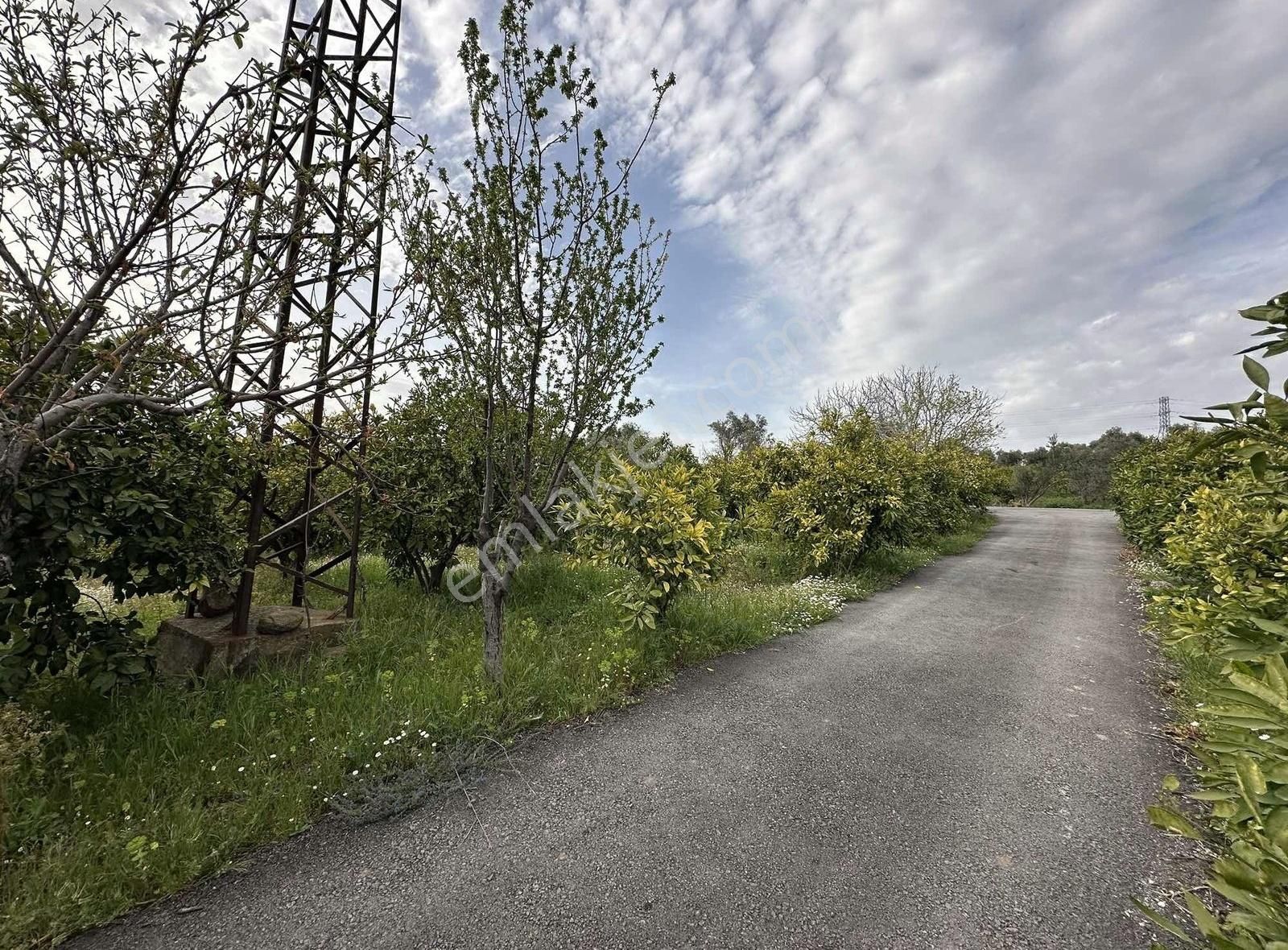 İzmir Seferihisar Orhanlı Da Satılık 3348 M2 Tarla Tek Tapu - Görsel 5