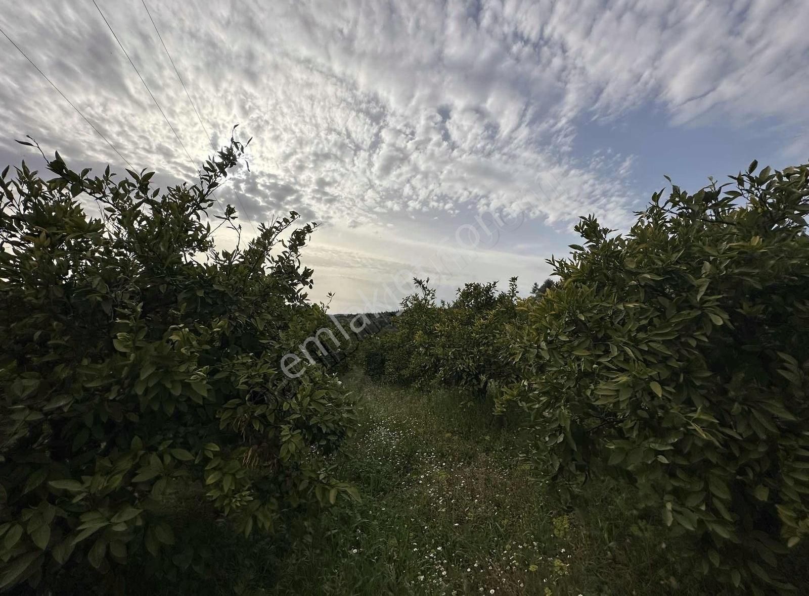 İzmir Seferihisar Orhanlı Da Satılık 3348 M2 Tarla Tek Tapu - Görsel 2