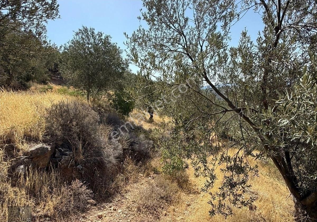 Ful Deniz Manzarası İsteyenlere Zeytinlik - Görsel 10