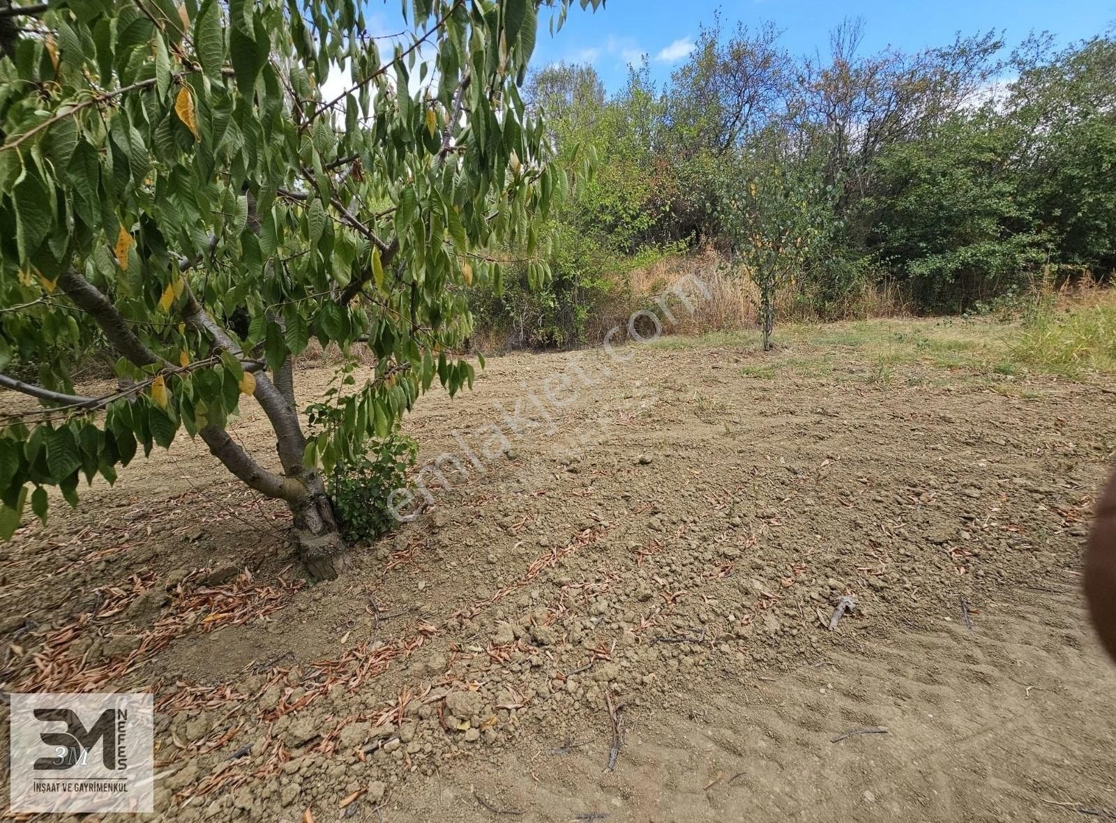 Sakarya Geyve Hisarlık 510 M2 Karışık Meyve Bahçesi Köye 250 M - Görsel 6