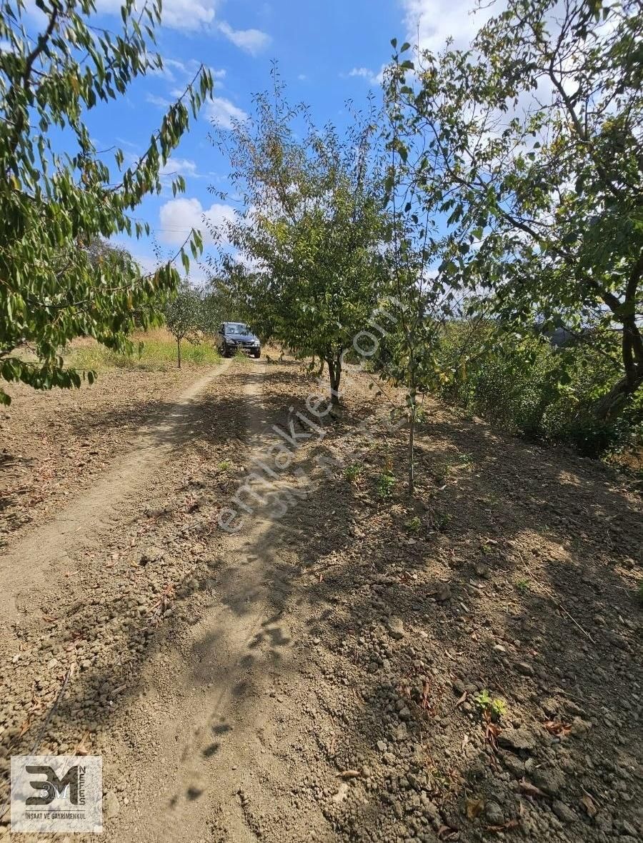 Sakarya Geyve Hisarlık 510 M2 Karışık Meyve Bahçesi Köye 250 M - Görsel 8