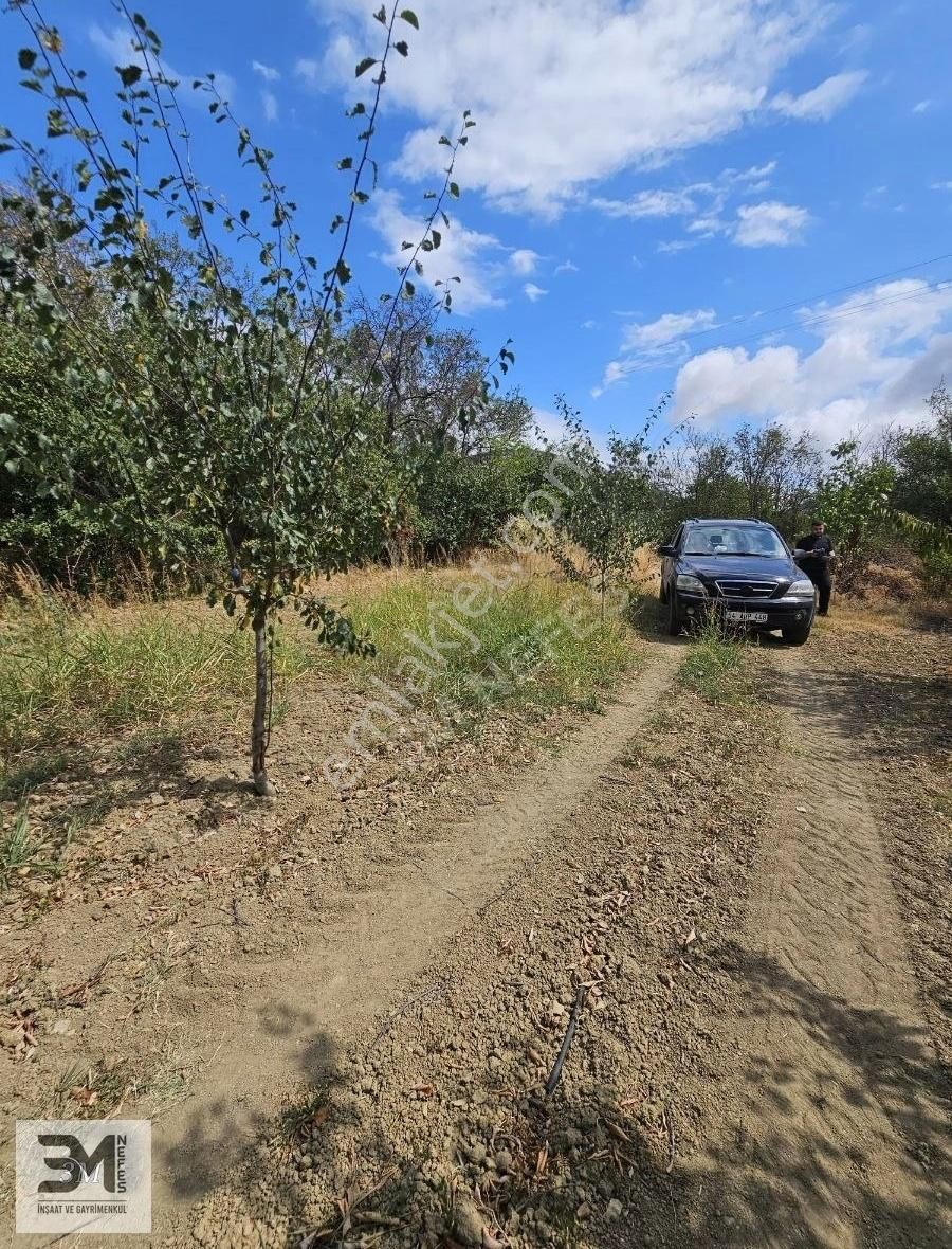 Sakarya Geyve Hisarlık 510 M2 Karışık Meyve Bahçesi Köye 250 M - Görsel 5