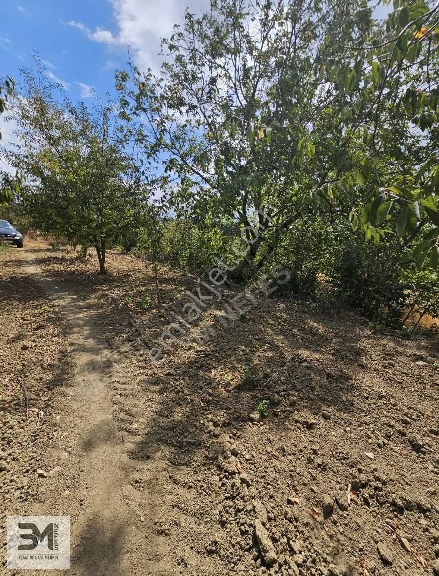 Sakarya Geyve Hisarlık 510 M2 Karışık Meyve Bahçesi Köye 250 M - Görsel 17