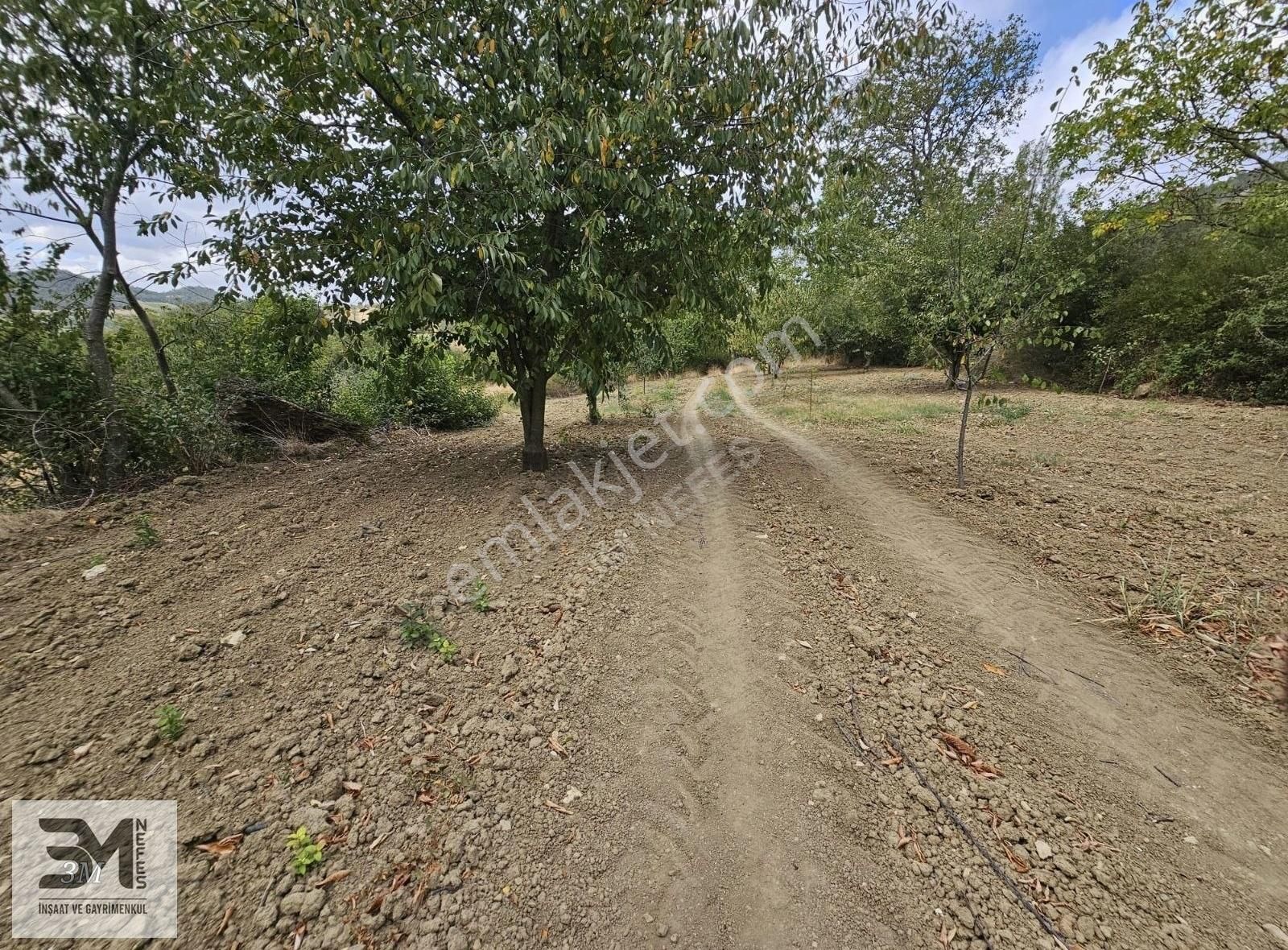 Sakarya Geyve Hisarlık 510 M2 Karışık Meyve Bahçesi Köye 250 M - Görsel 3