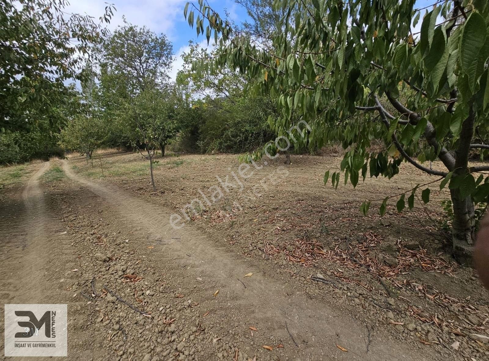 Sakarya Geyve Hisarlık 510 M2 Karışık Meyve Bahçesi Köye 250 M - Görsel 23