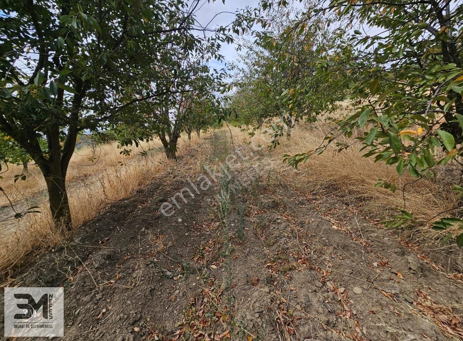Sakarya Geyve Hisarlık 537 M2 Vişne Bahçesi Köye 200 Metre Uygun - Görsel 13