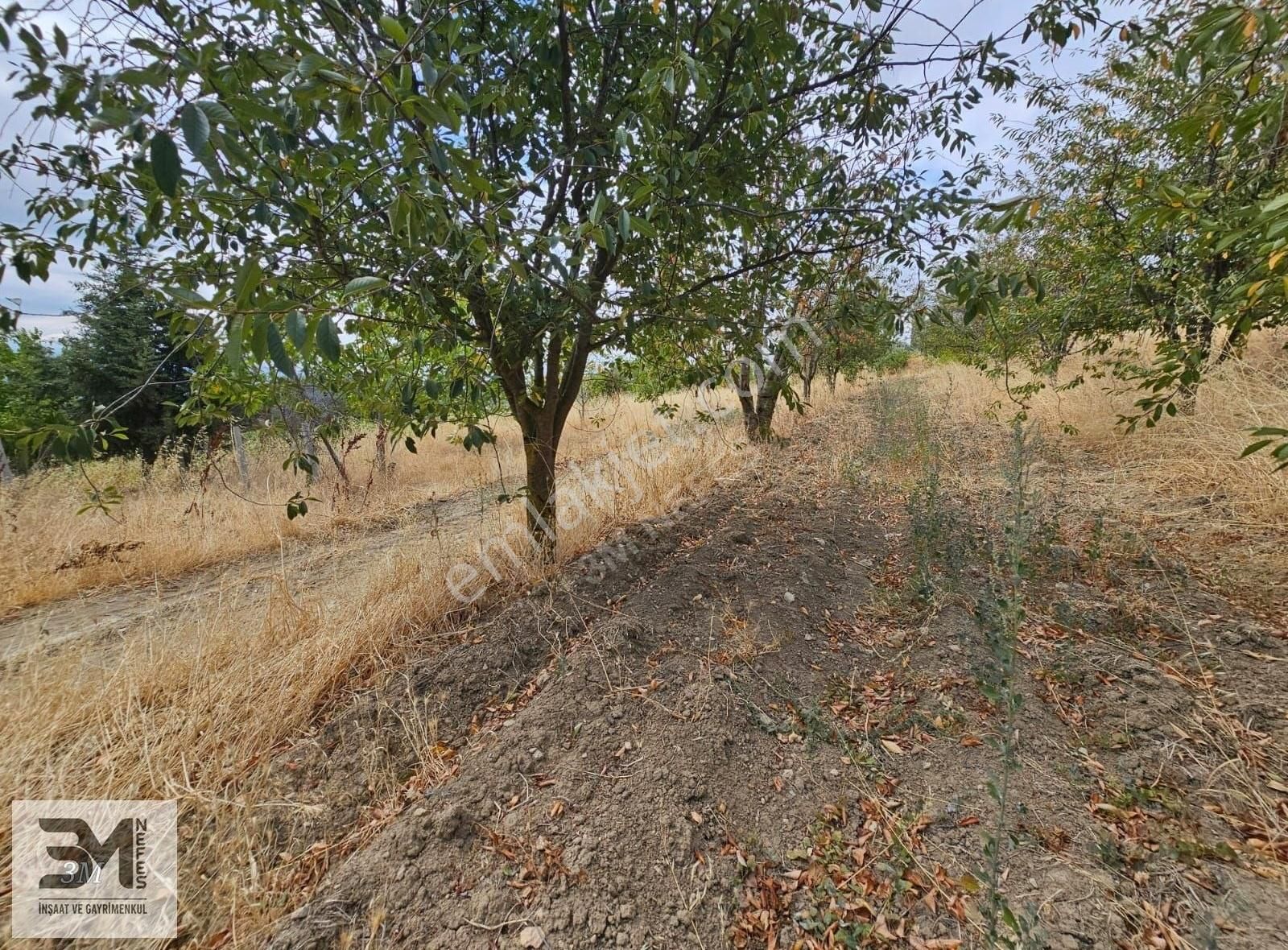 Sakarya Geyve Hisarlık 537 M2 Vişne Bahçesi Köye 200 Metre Uygun - Görsel 20