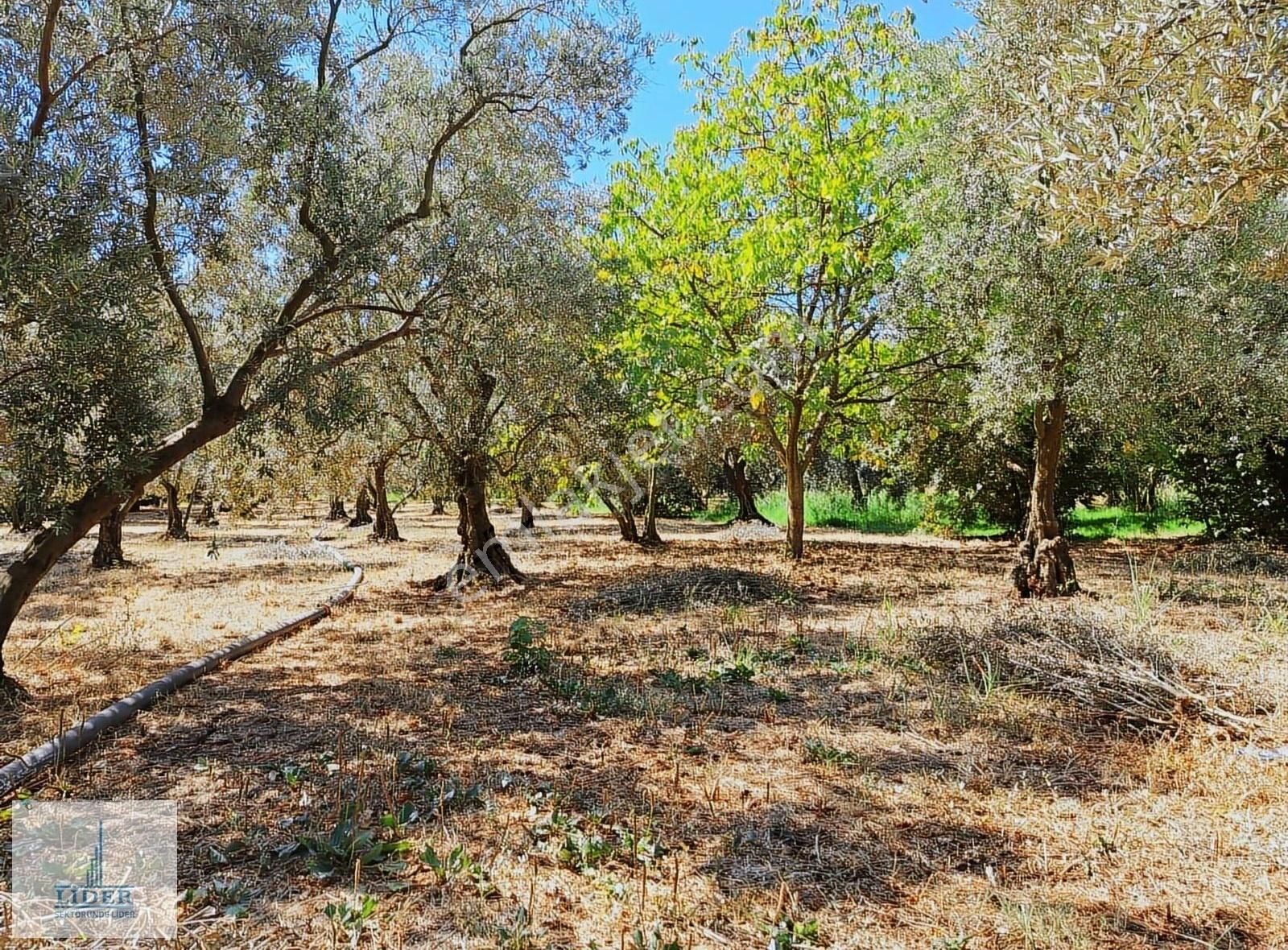 Bursa Orhangazi Sölöz Mah.3 Kat Konut İmarlı Doğayla İç İçe Arsa - Görsel 14