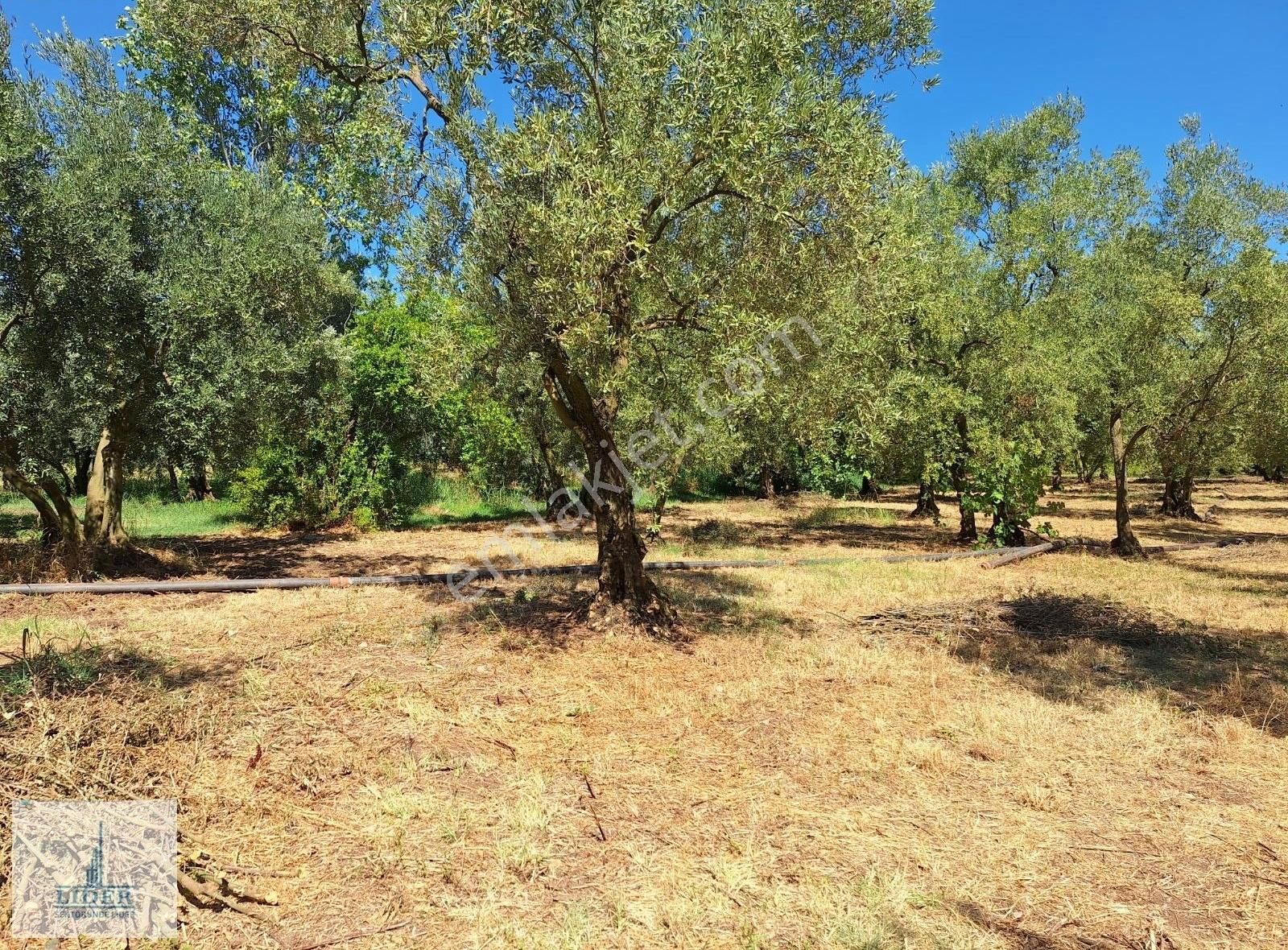 Bursa Orhangazi Sölöz Mah.3 Kat Konut İmarlı Doğayla İç İçe Arsa - Görsel 4