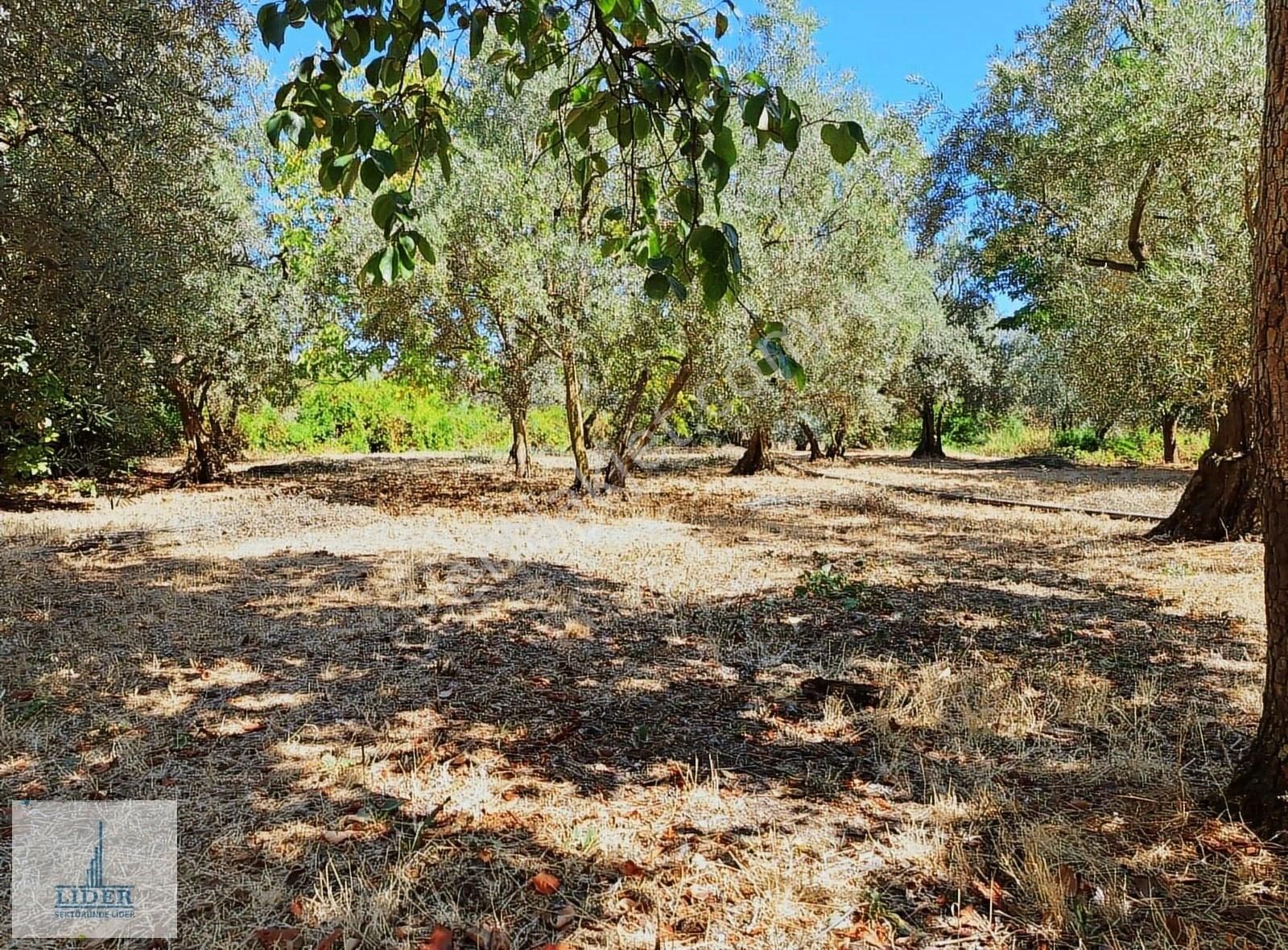 Bursa Orhangazi Sölöz Mah.3 Kat Konut İmarlı Doğayla İç İçe Arsa - Görsel 26