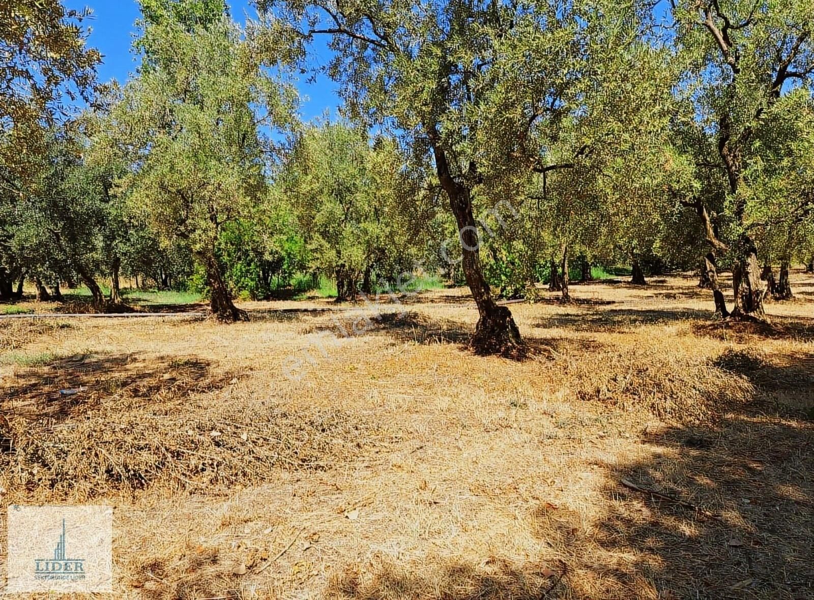 Bursa Orhangazi Sölöz Mah.3 Kat Konut İmarlı Doğayla İç İçe Arsa - Görsel 11