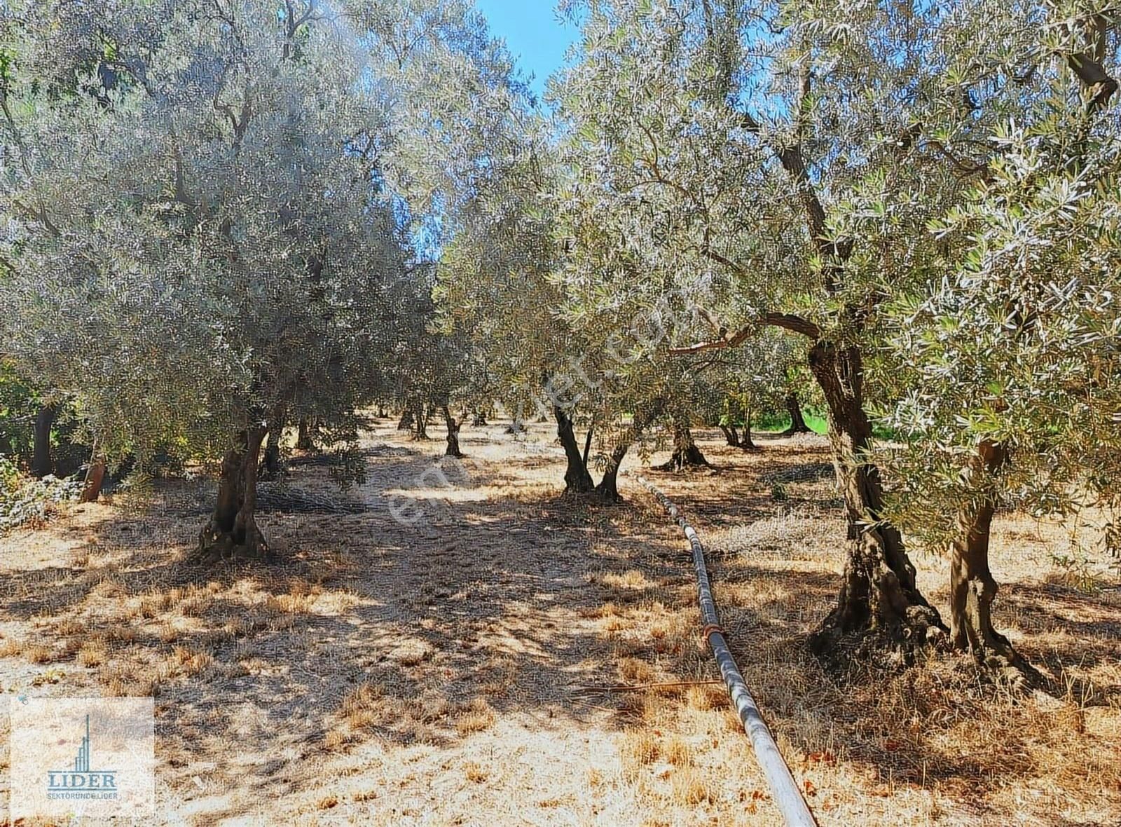 Bursa Orhangazi Sölöz Mah.3 Kat Konut İmarlı Doğayla İç İçe Arsa - Görsel 25