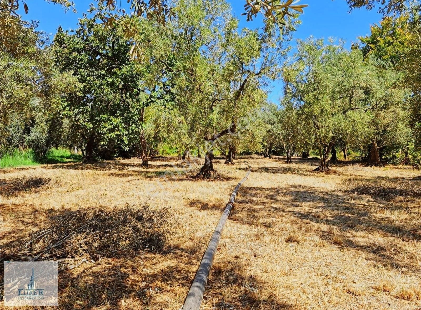 Bursa Orhangazi Sölöz Mah.3 Kat Konut İmarlı Doğayla İç İçe Arsa - Görsel 20