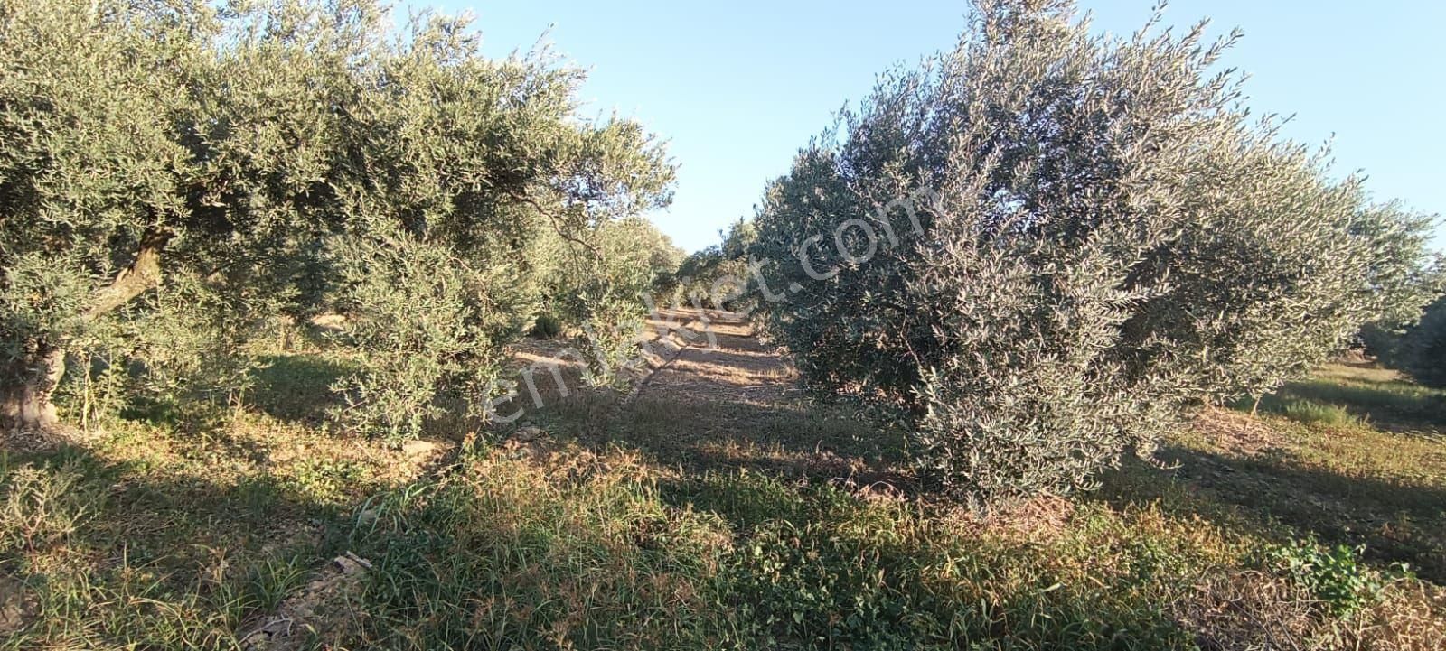 Sultanhisar /atça Arası Karayolu Altında Satılık Arazi