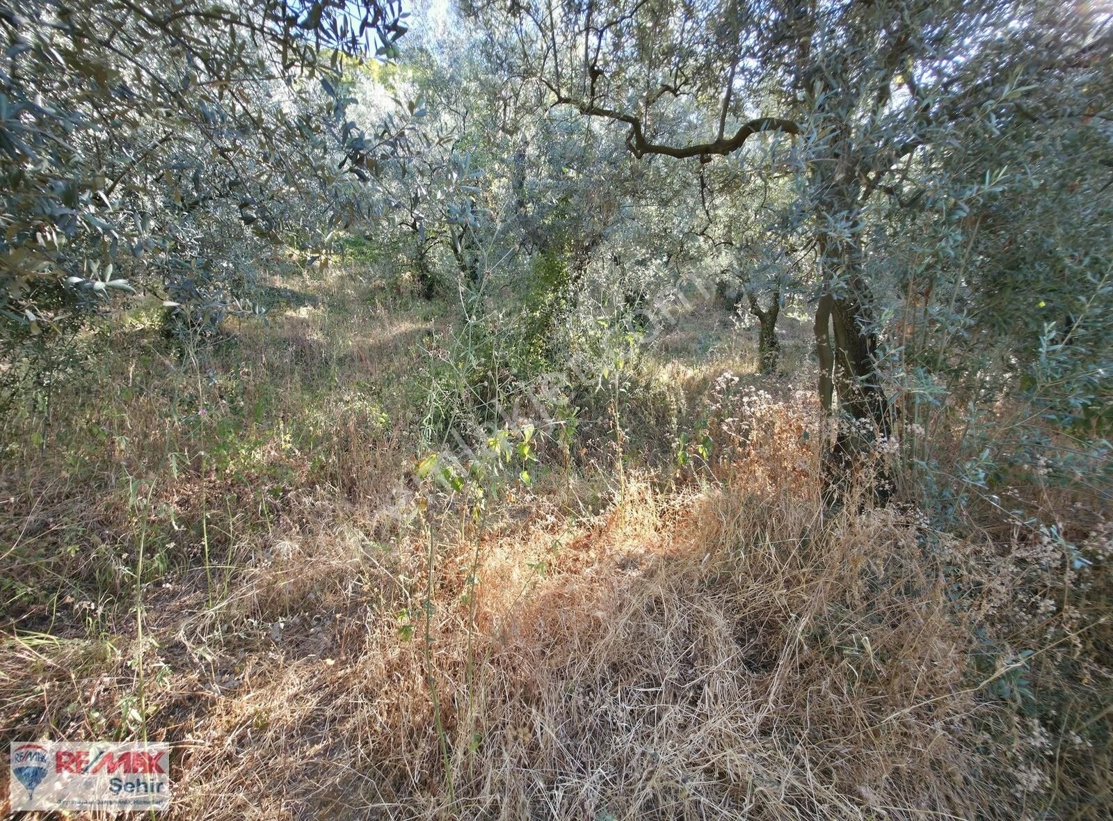 Bursa Orhangazi Narlıca Köyü Panoramik Göl Manzaralı Zeytinlik - Görsel 2