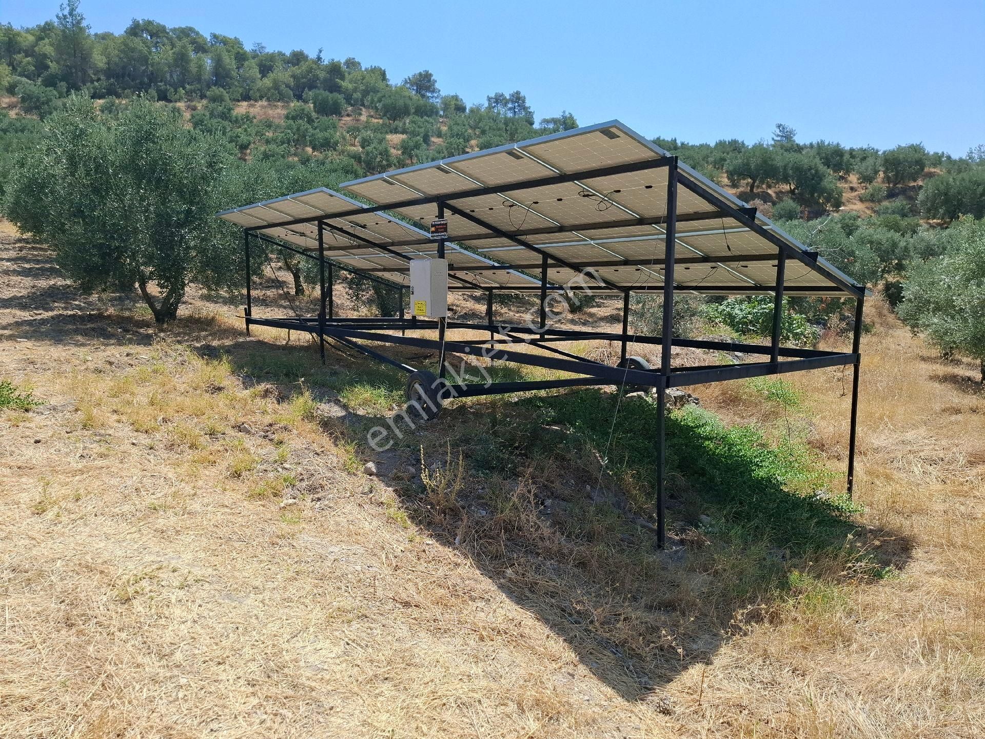 Babadağlı Emlaktan Yenicede Satılık Zeytinlik