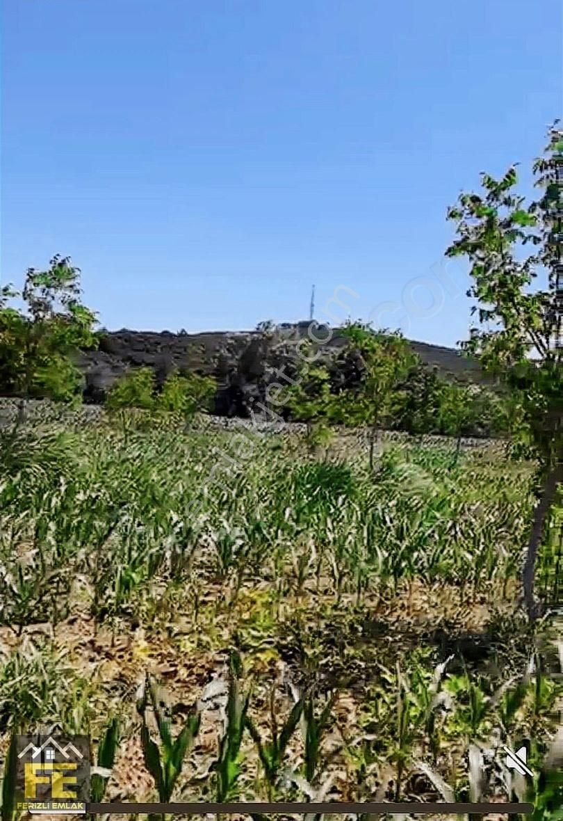 Sakarya Nehrine Sıfır Konumda Veririm Arazimiz Satılıtır - Görsel 5