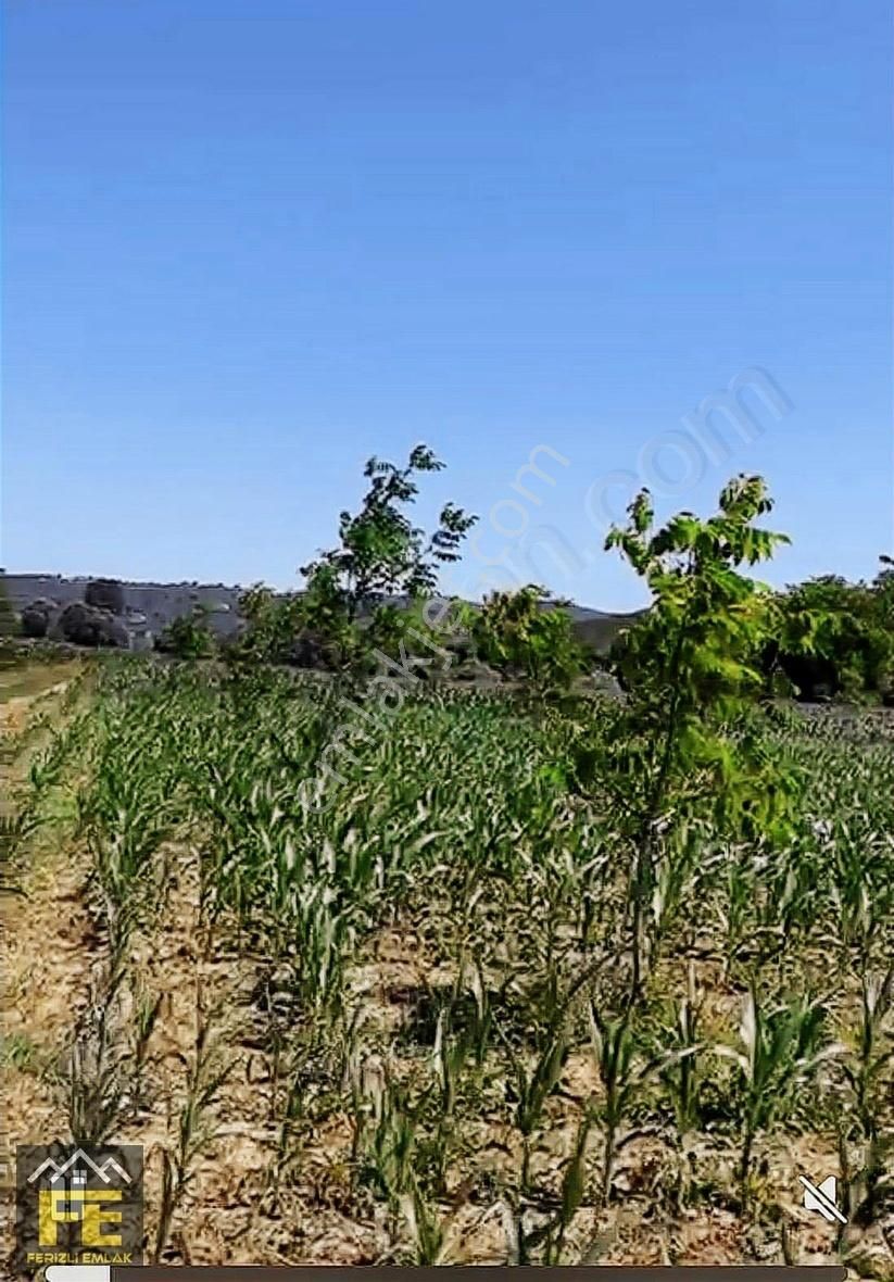 Sakarya Nehrine Sıfır Konumda Veririm Arazimiz Satılıtır - Görsel 3