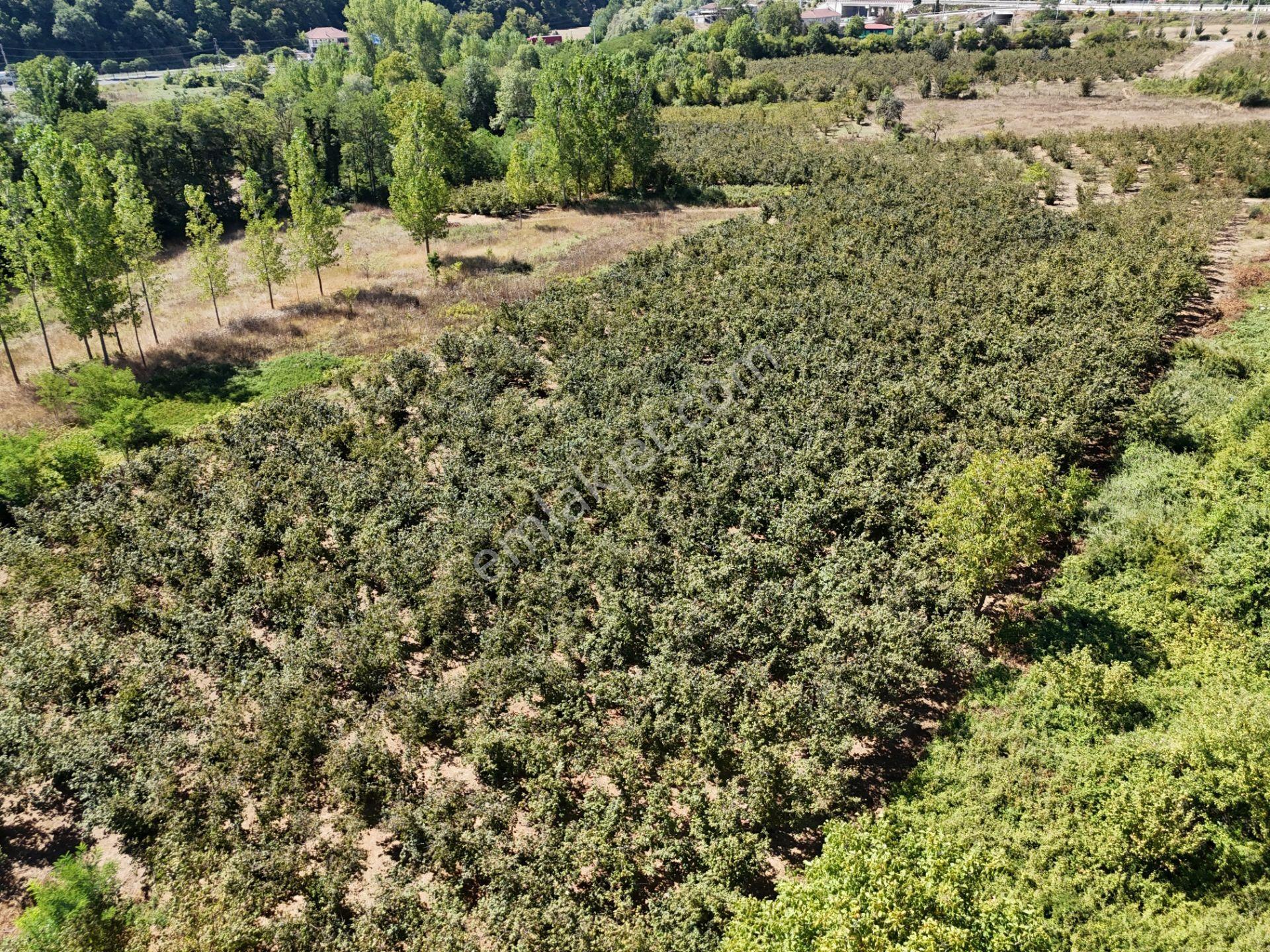 | Epa Uğur Düzce | Gümüşova Selamlar 3 Yol Cepheli Satılık Arsa - Görsel 19