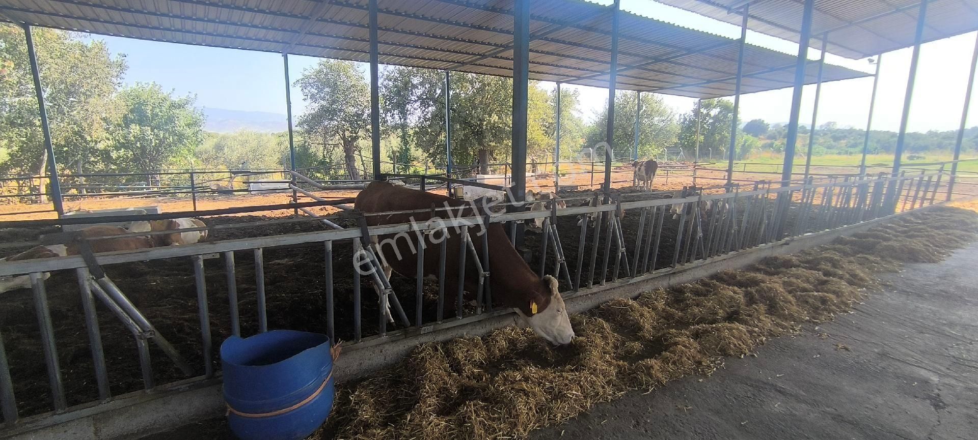 Aydın-denizli Yoluna 750 M Mesafede Satılık Çiftlik - Görsel 7