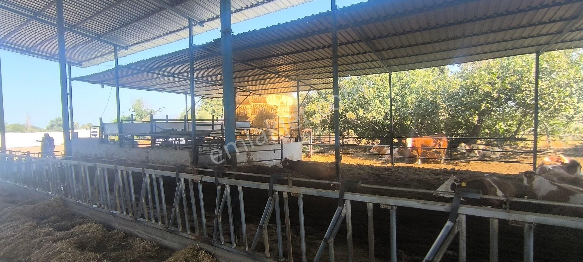 Aydın-denizli Yoluna 750 M Mesafede Satılık Çiftlik - Görsel 15