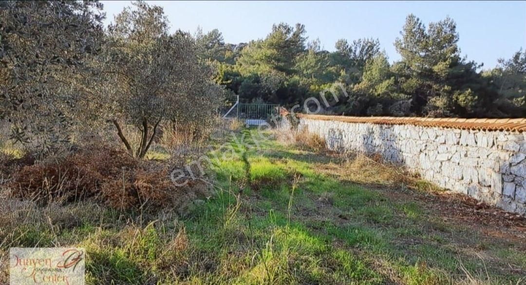 Aydın Kuşadası Yeniköyde Satılık Çiftlik. - Görsel 6