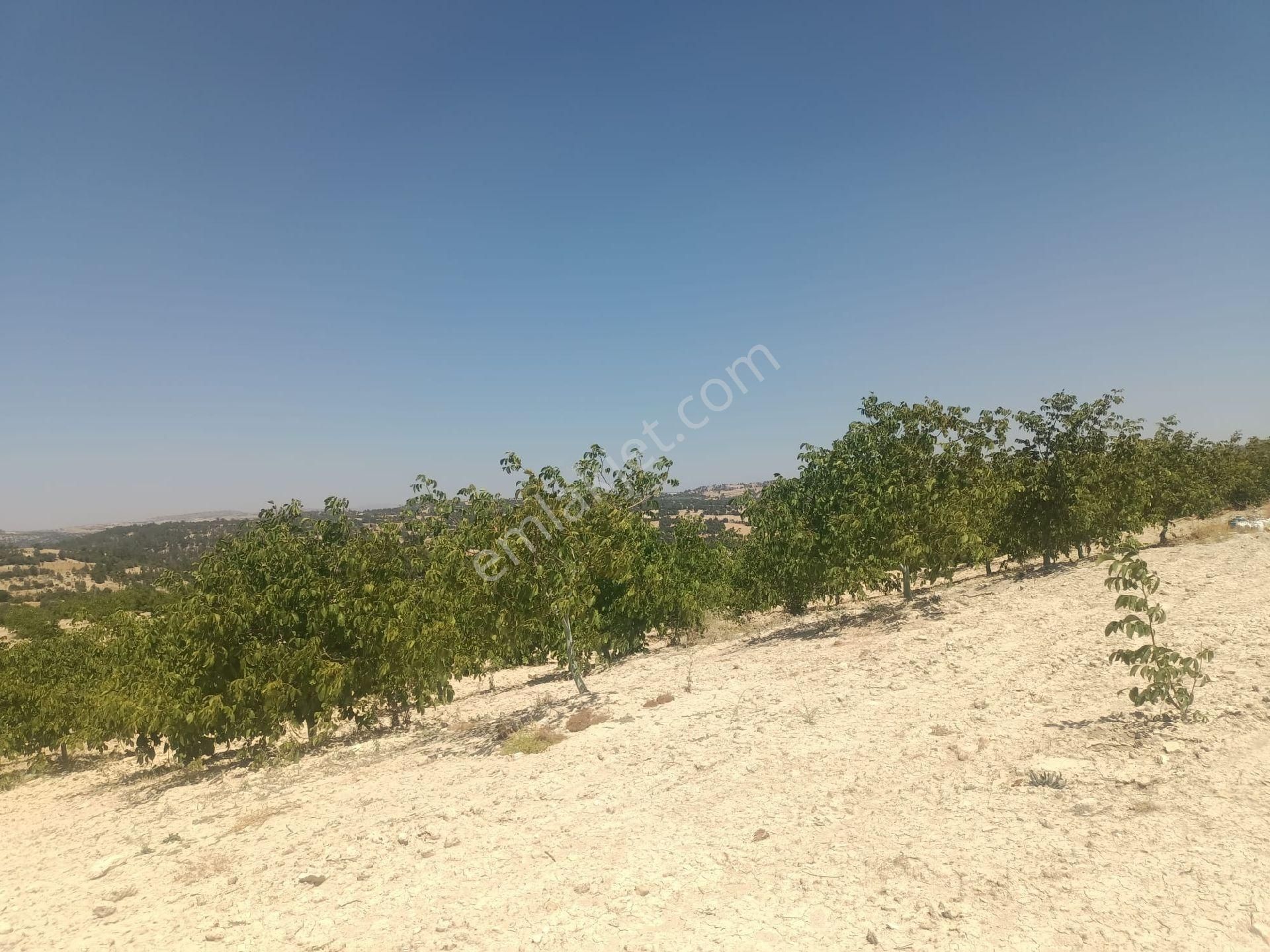 Aydıncık Emlaktan Satılık Ceviz Bahçesi 48.645m2 - Görsel 20