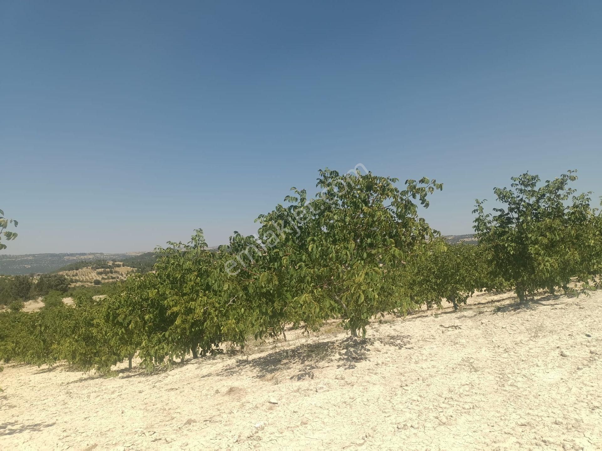 Aydıncık Emlaktan Satılık Ceviz Bahçesi 48.645m2 - Görsel 16